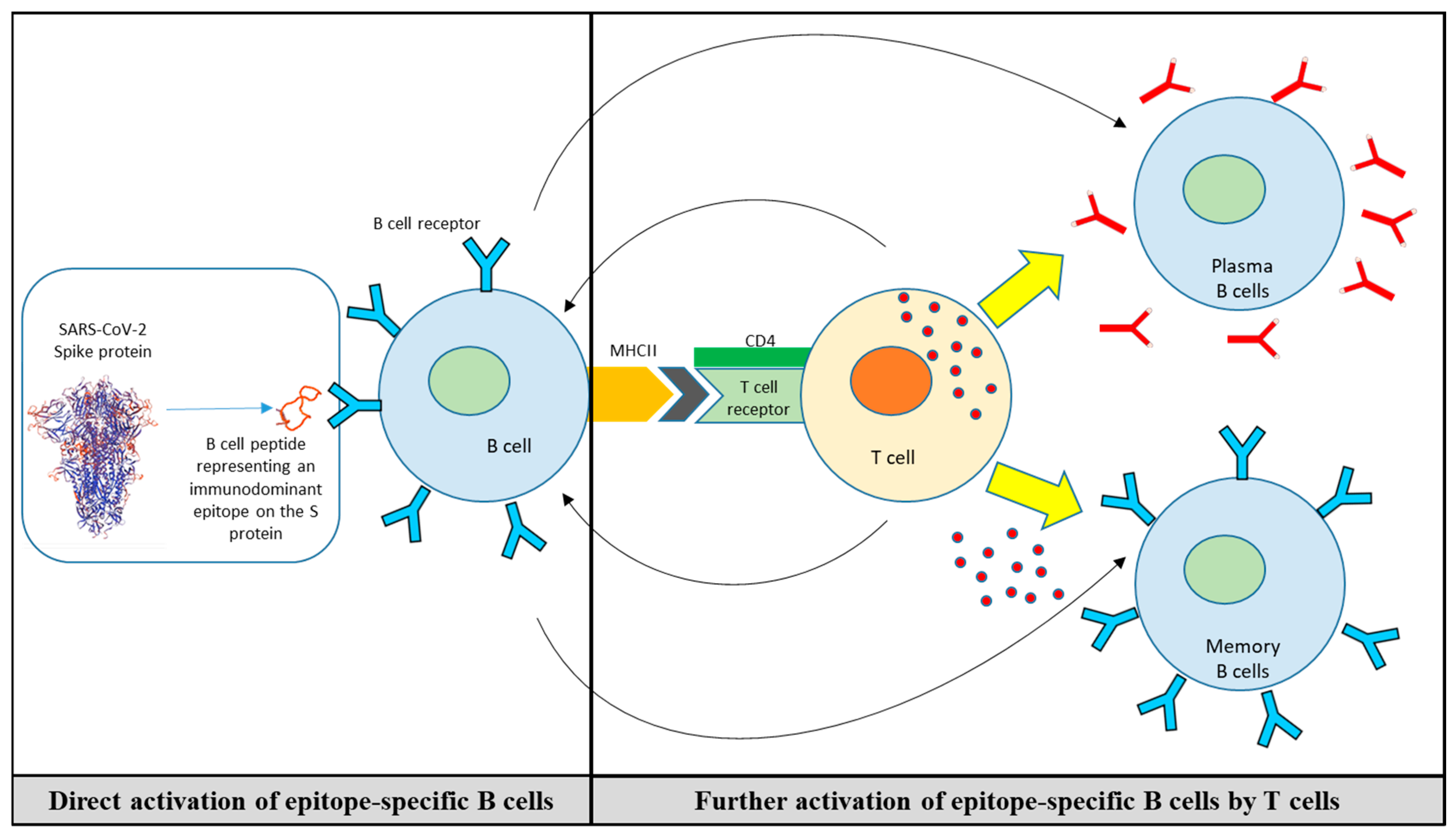 Vaccines 12 00795 g003 Vaccines 12 00795 g003