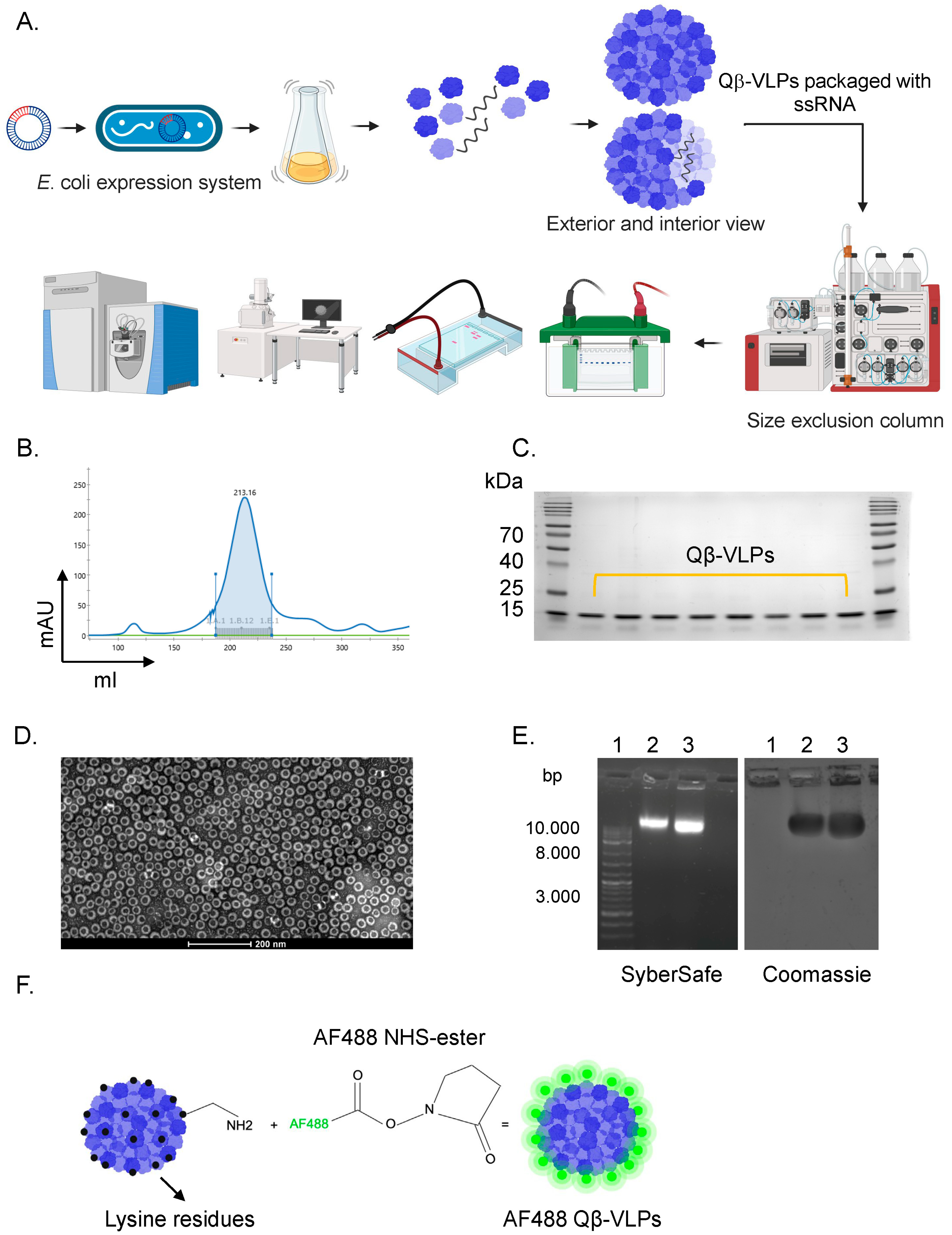 Vaccines 12 00831 g001