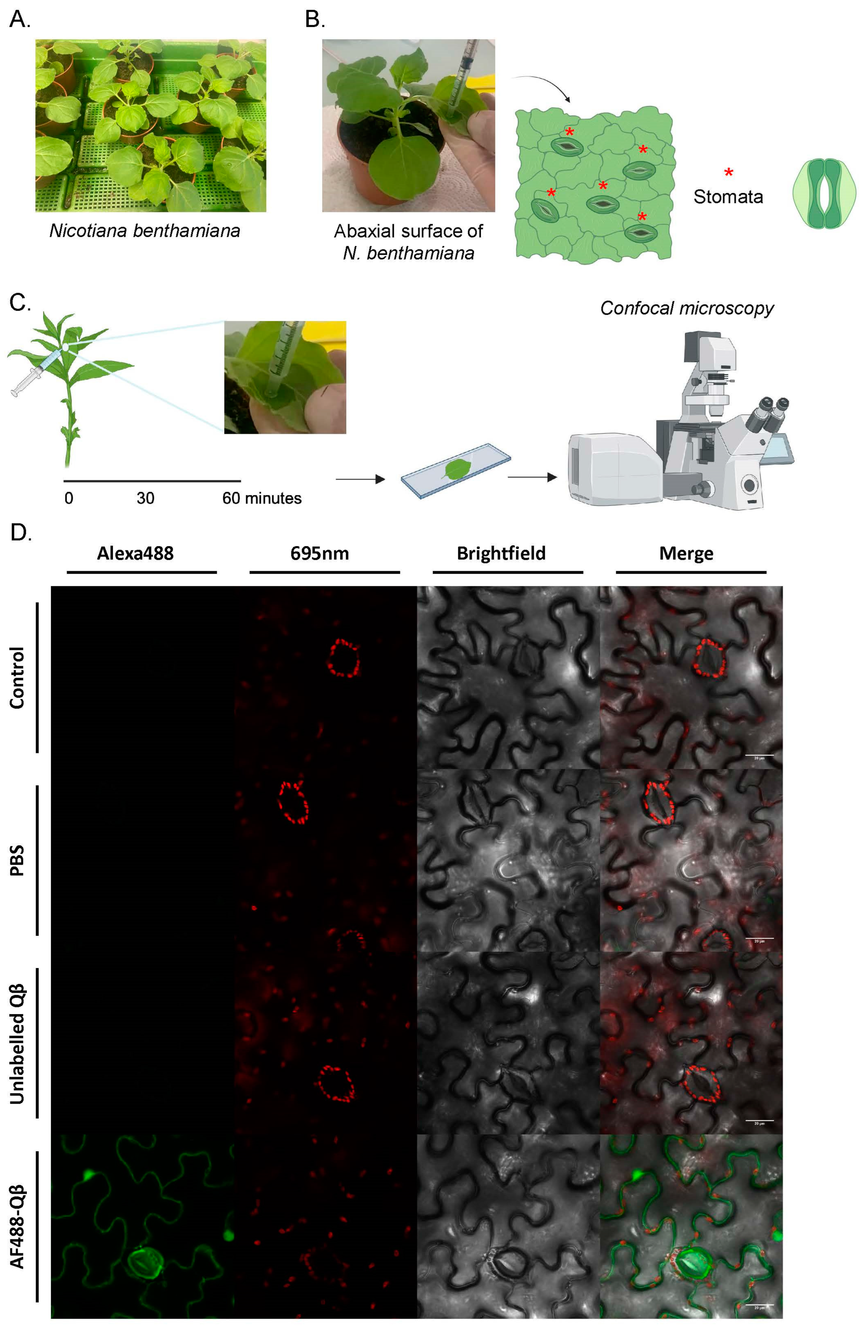 Vaccines 12 00831 g002
