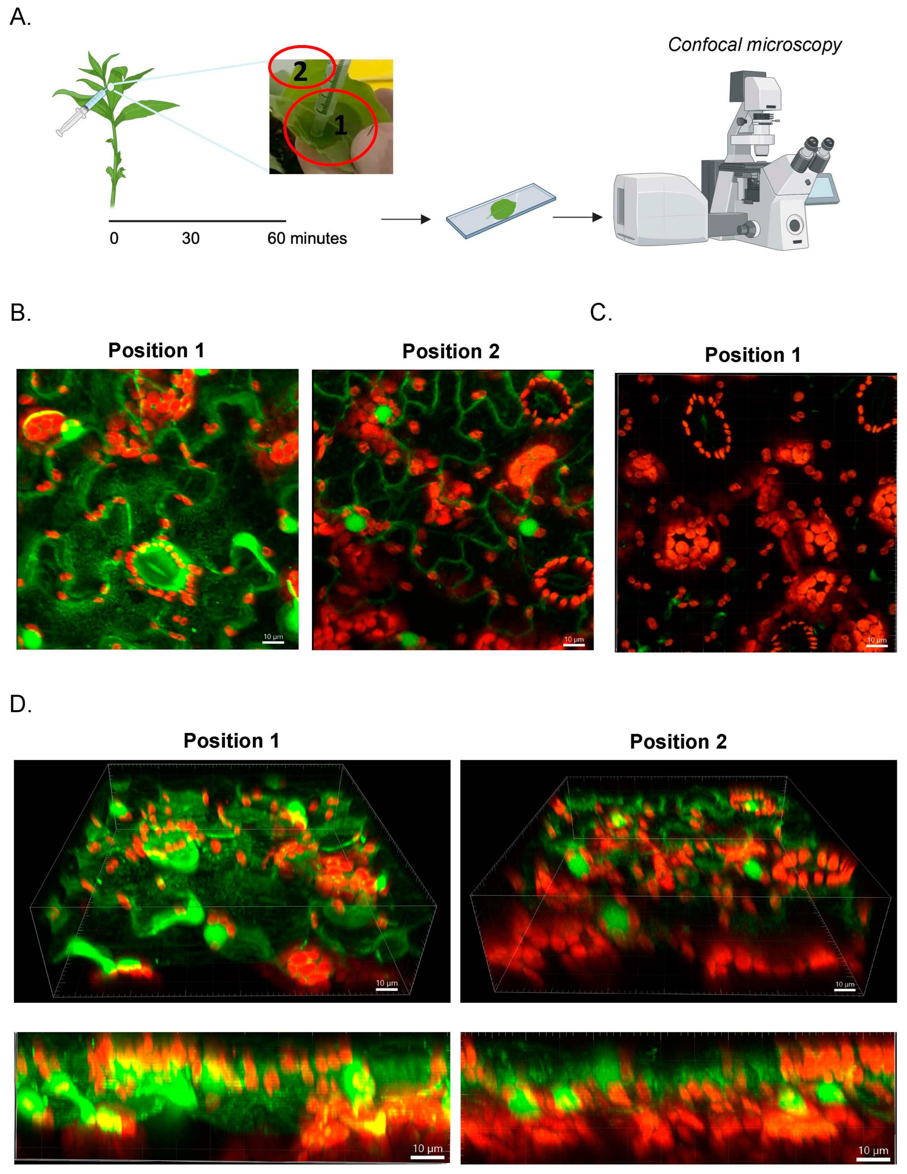 Vaccines 12 00831 g003