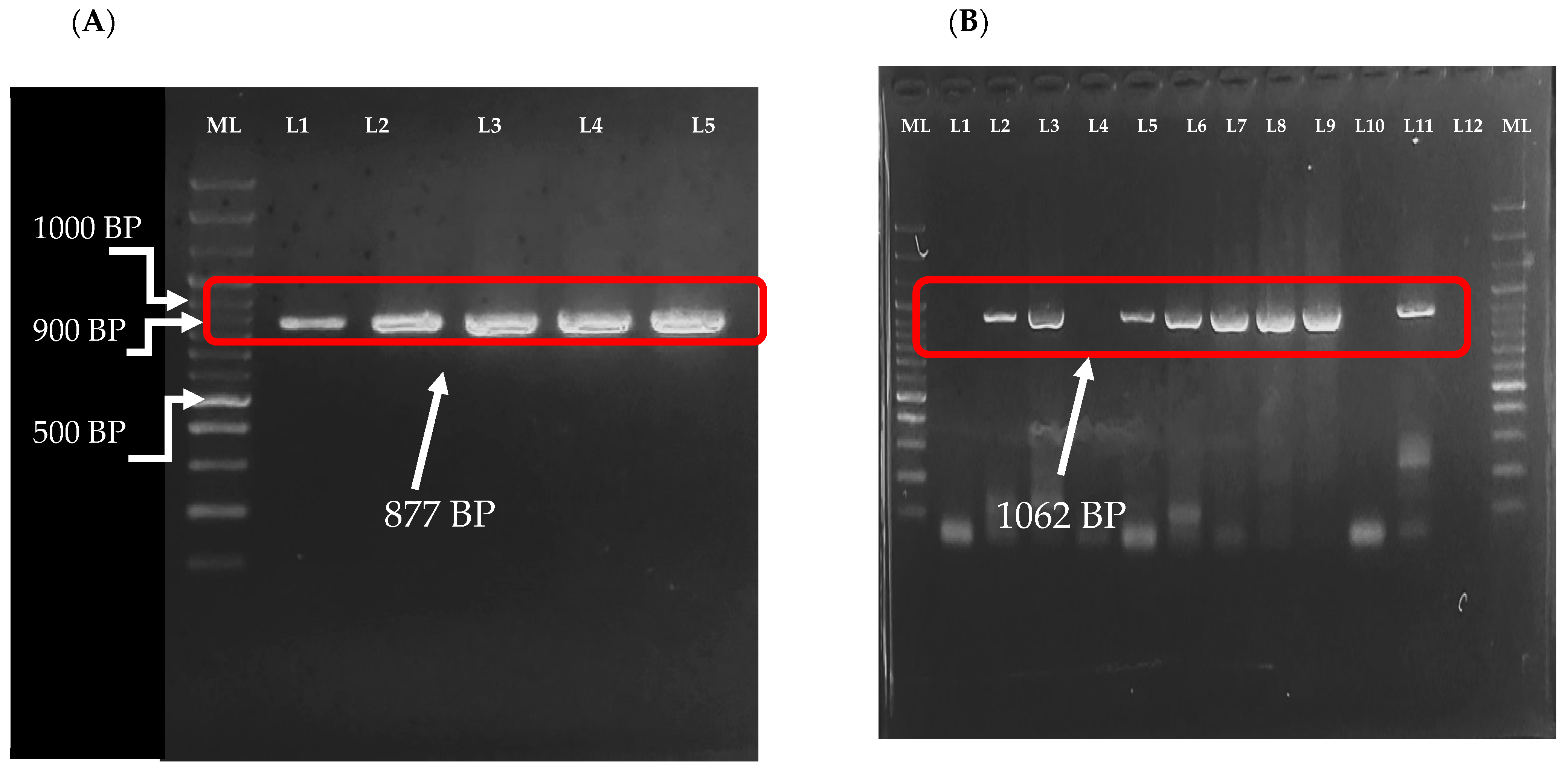 Vaccines 12 00866 g001 Vaccines 12 00866 g001
