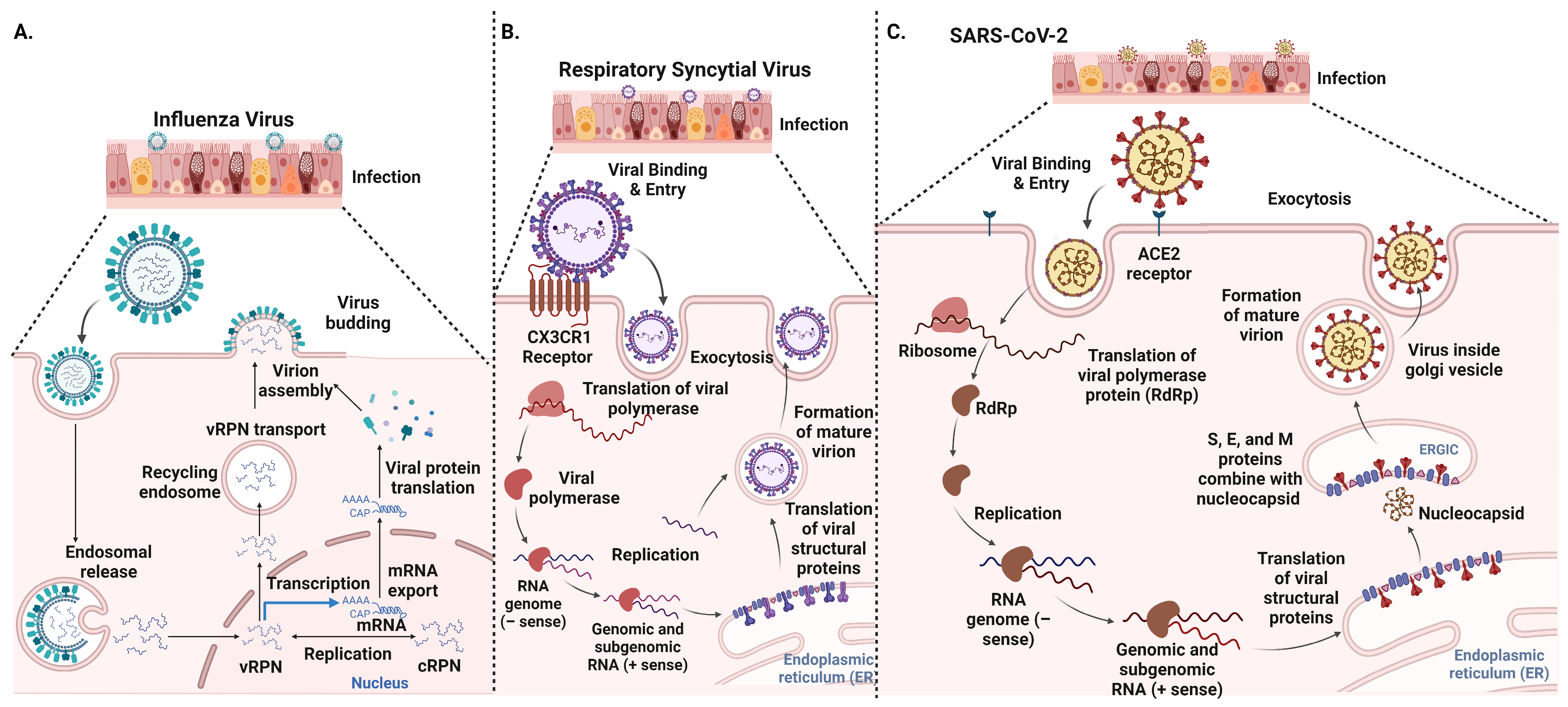 Vaccines 12 00936 g001