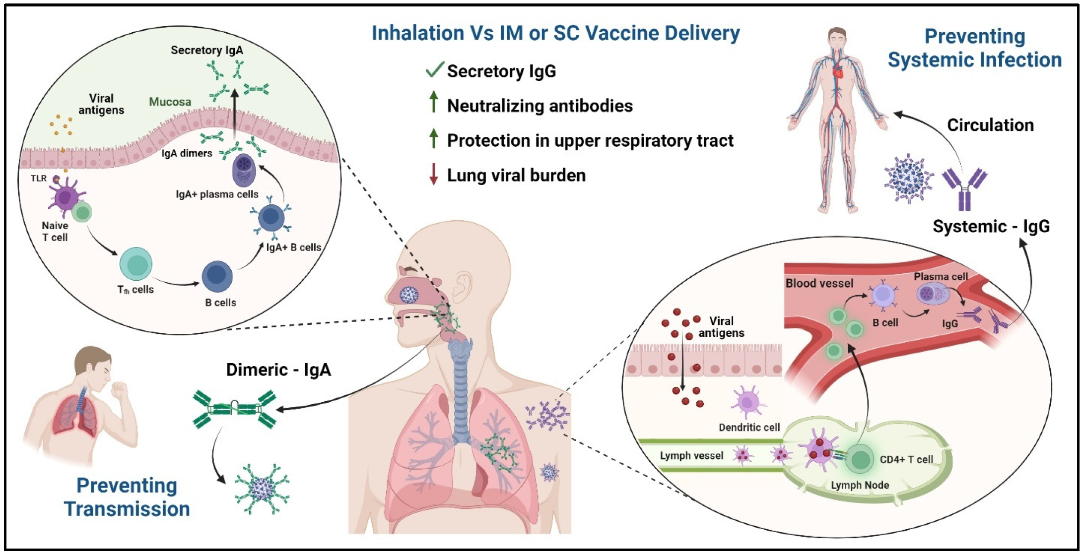 Vaccines 12 00936 g004