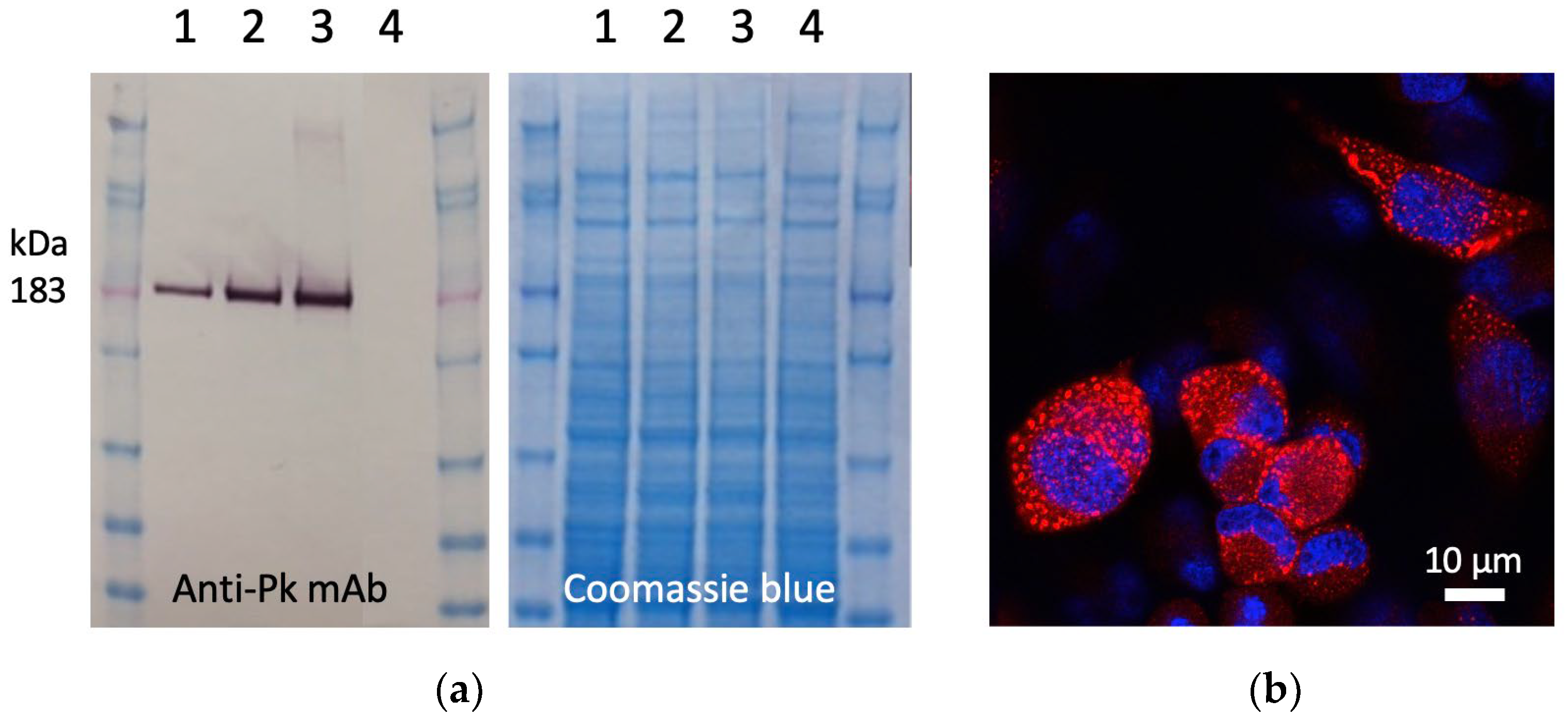 Vaccines 12 00965 g002