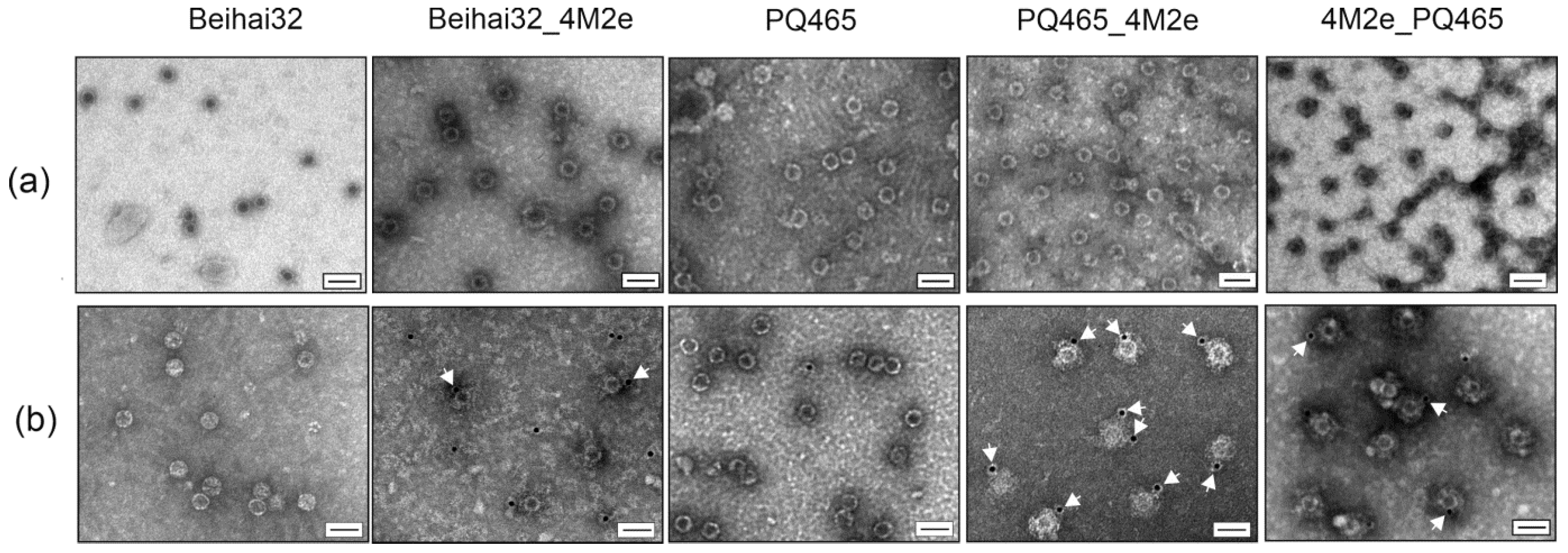 Vaccines 12 01033 g004