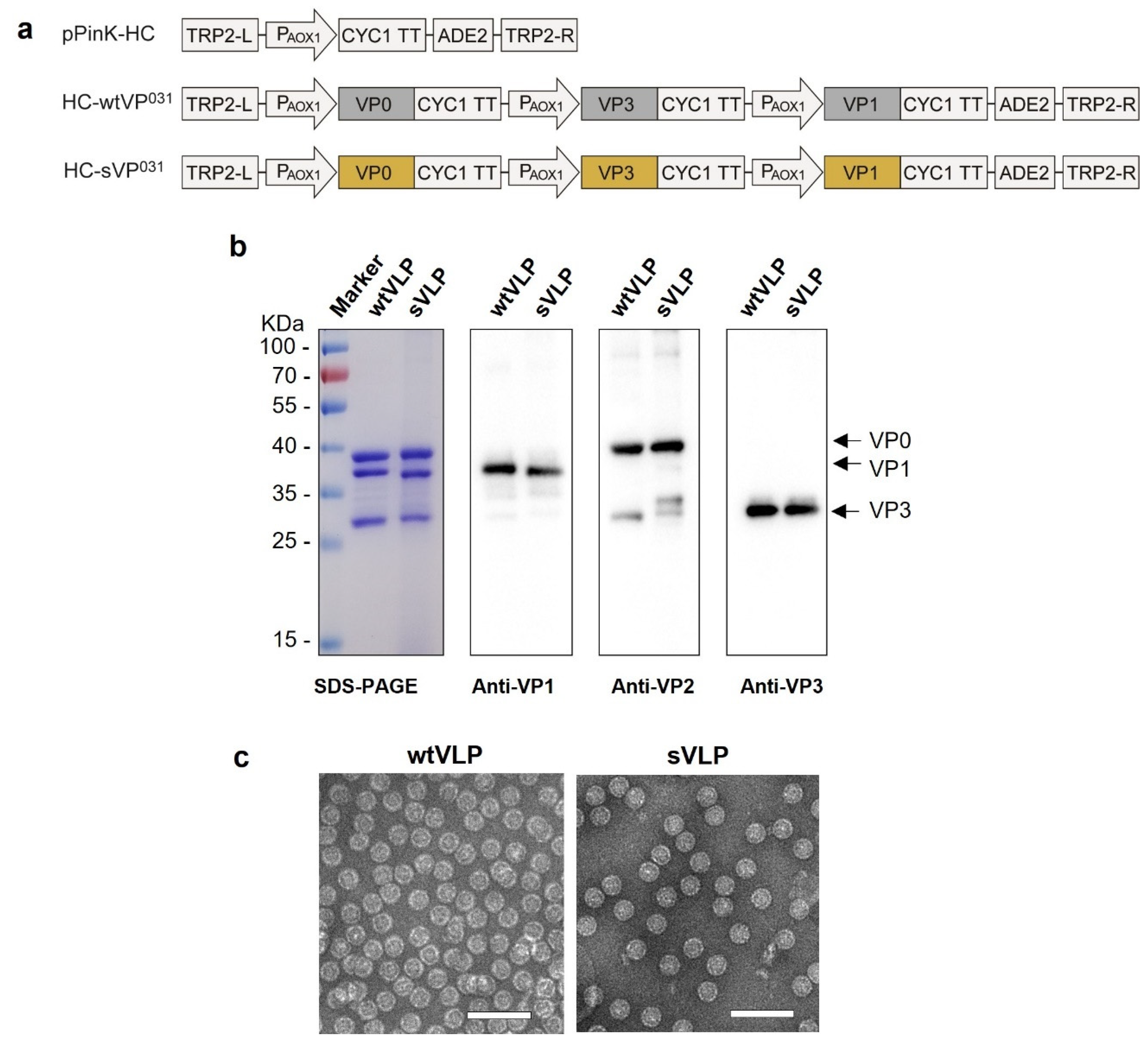 Vaccines 12 01077 g001