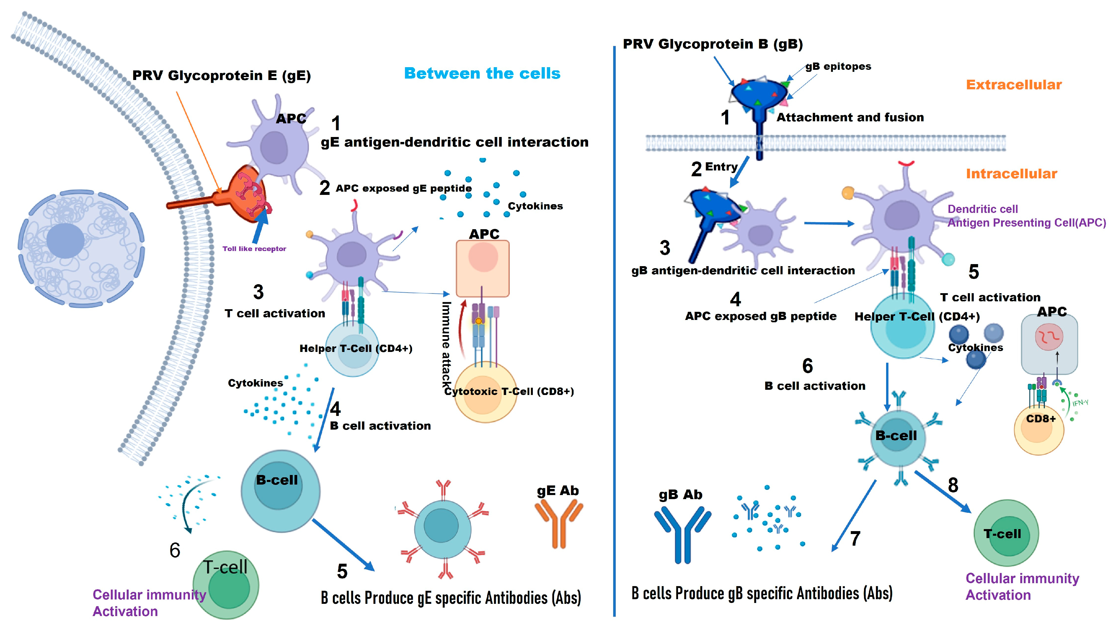 Vaccines 12 01078 g002