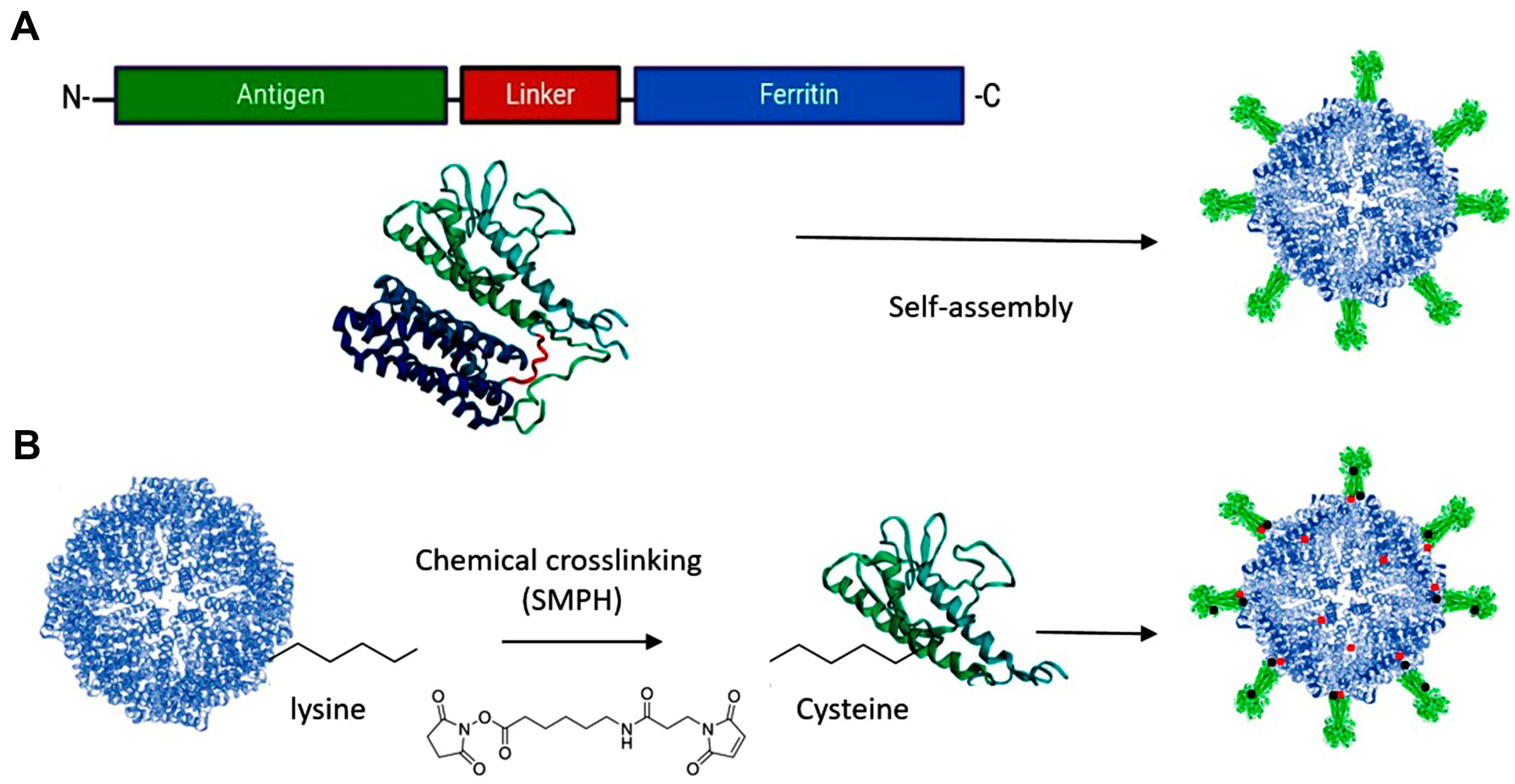 Vaccines 12 01112 g002