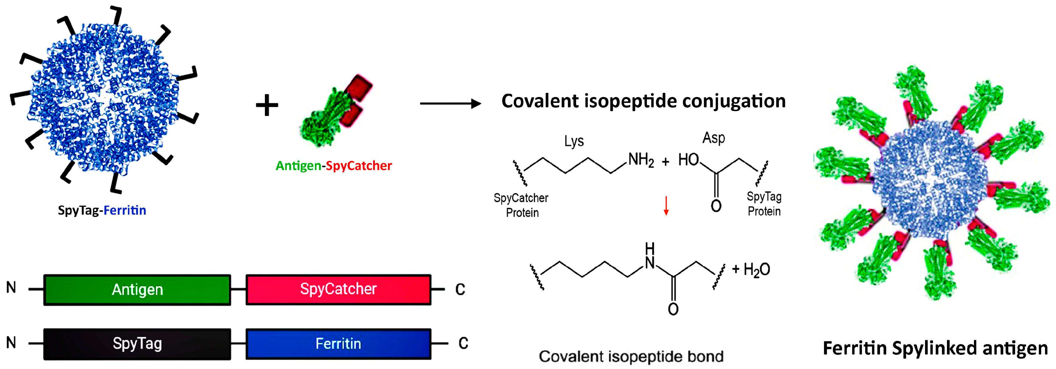 Vaccines 12 01112 g003