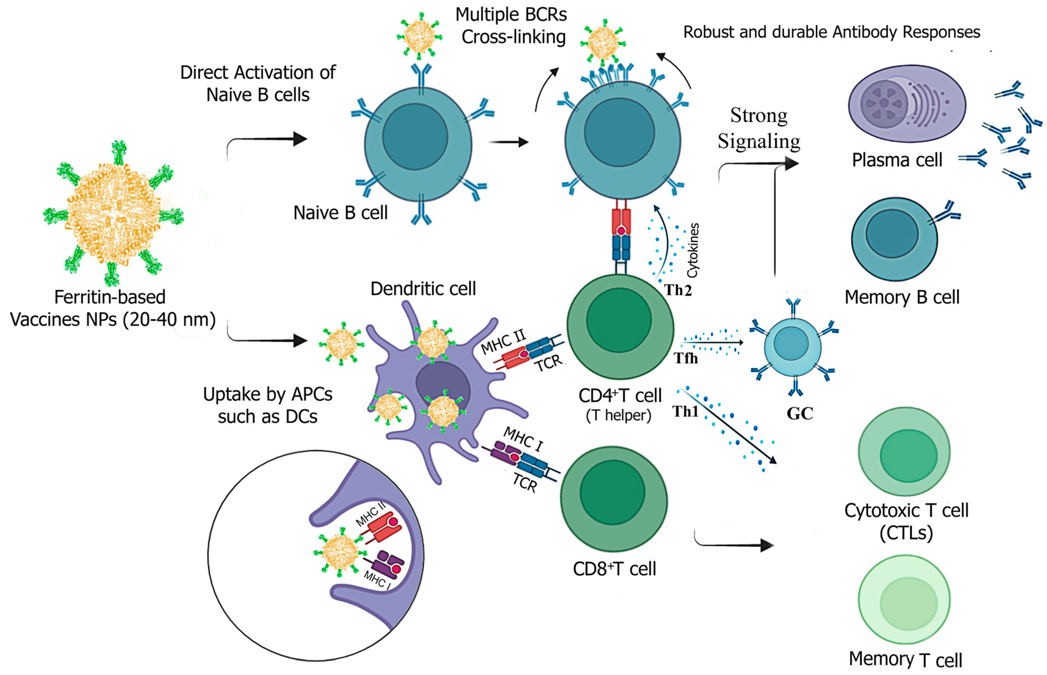 Vaccines 12 01112 g004