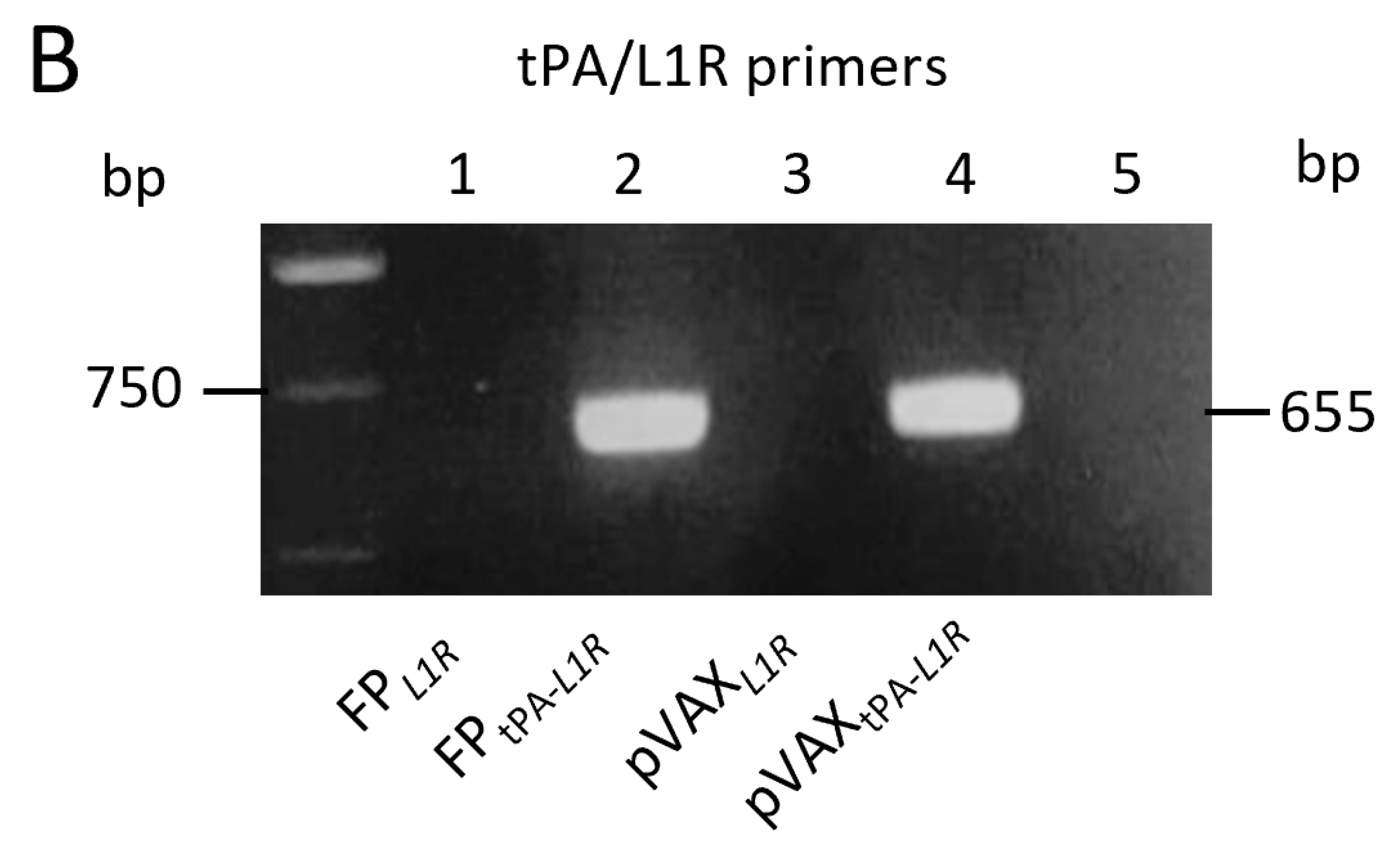 Vaccines 12 01115 g001b