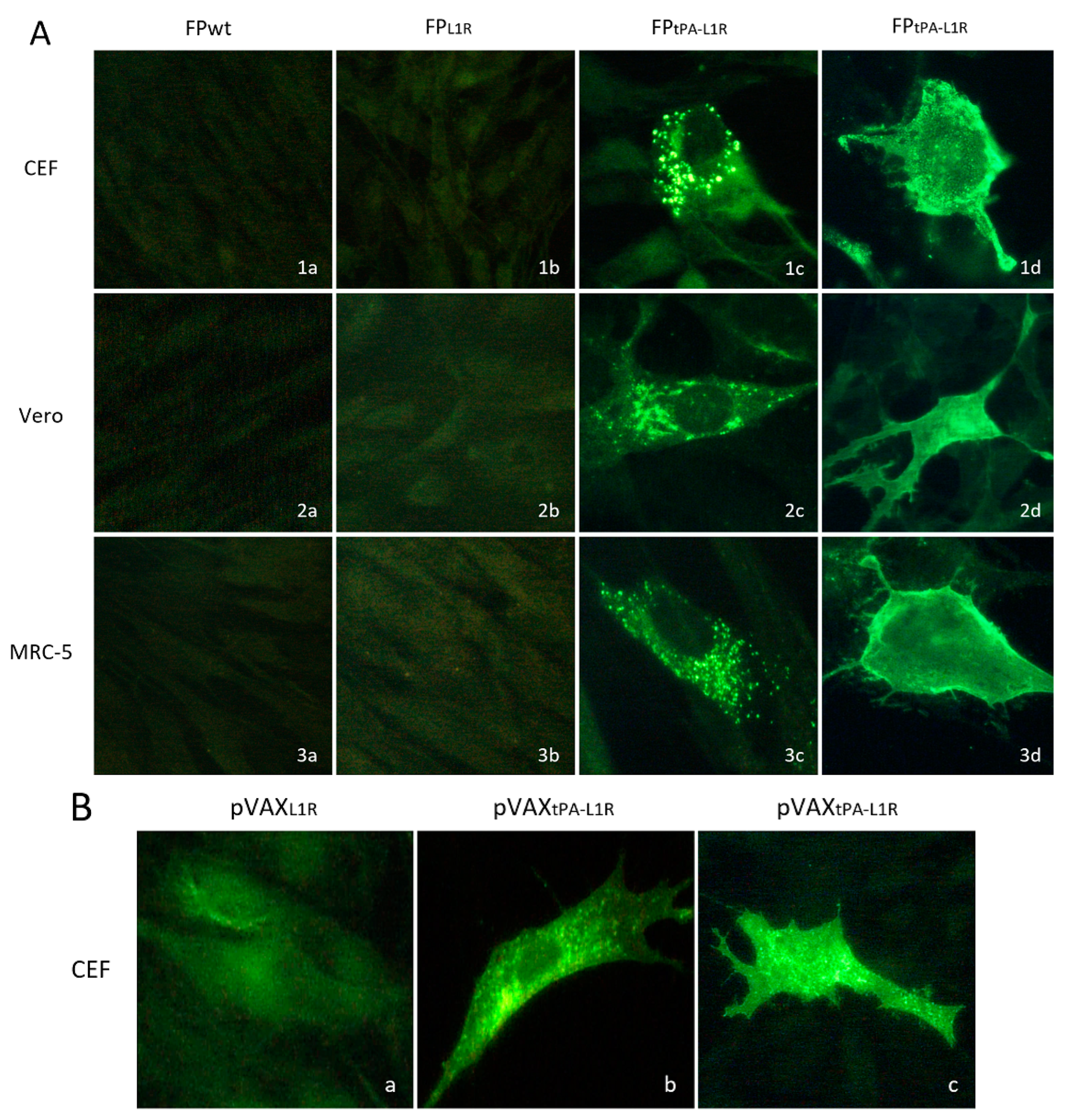 Vaccines 12 01115 g004