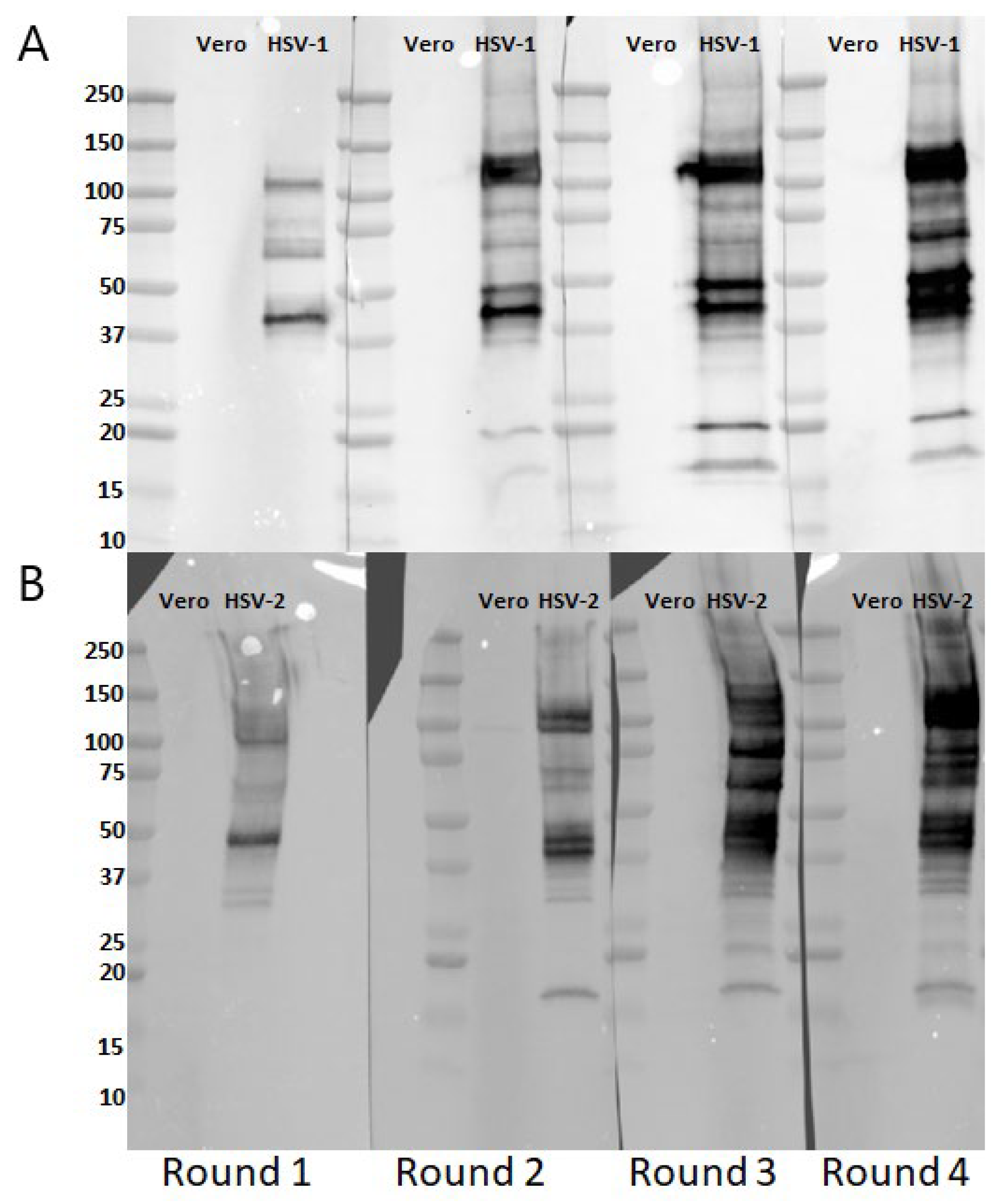 Vaccines 12 01127 g005