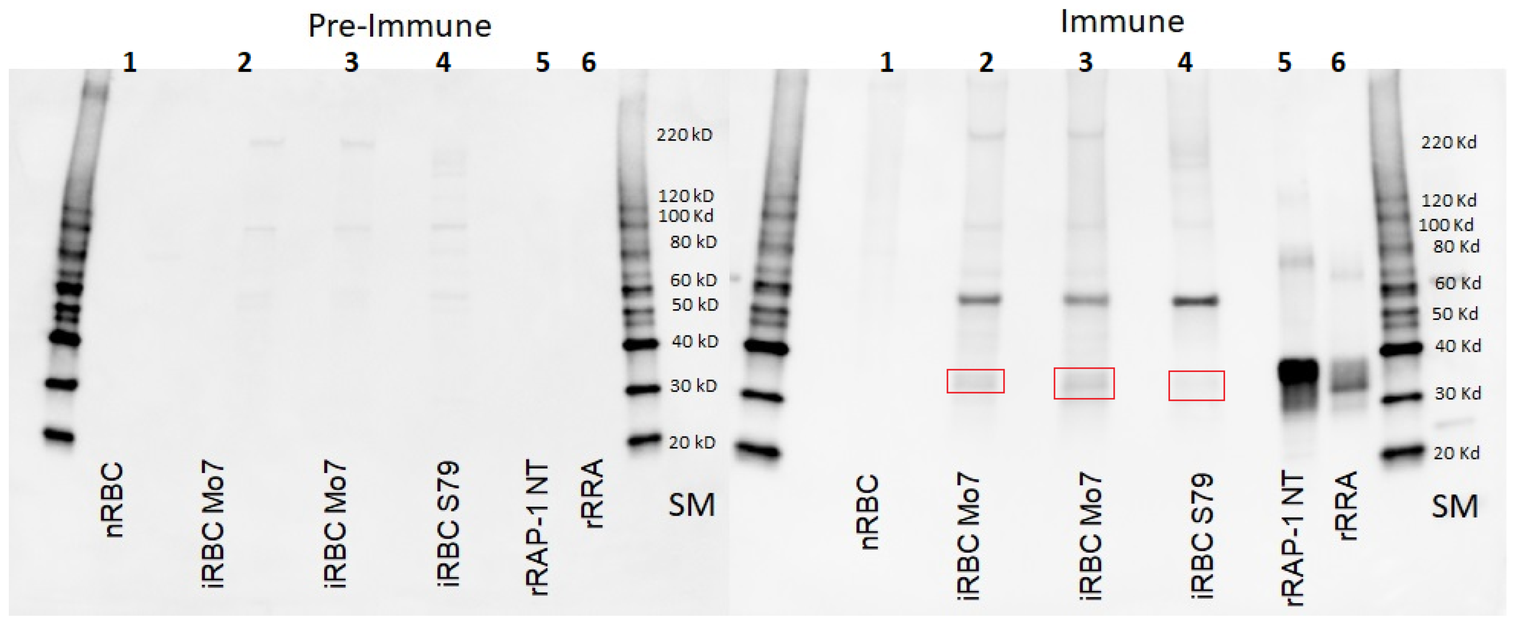 Vaccines 12 01215 g004