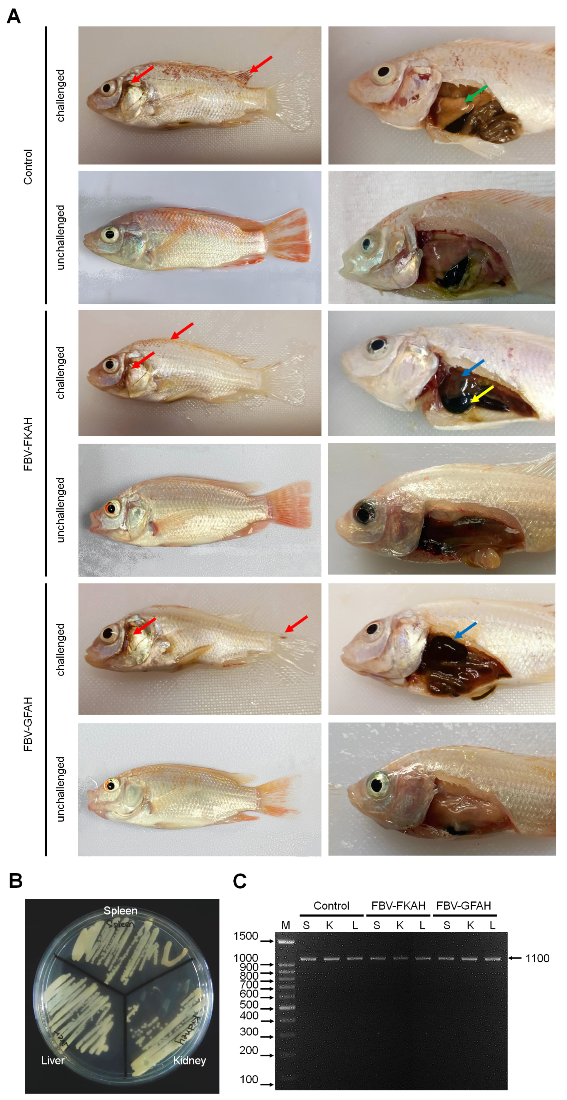 Vaccines 12 01271 g003