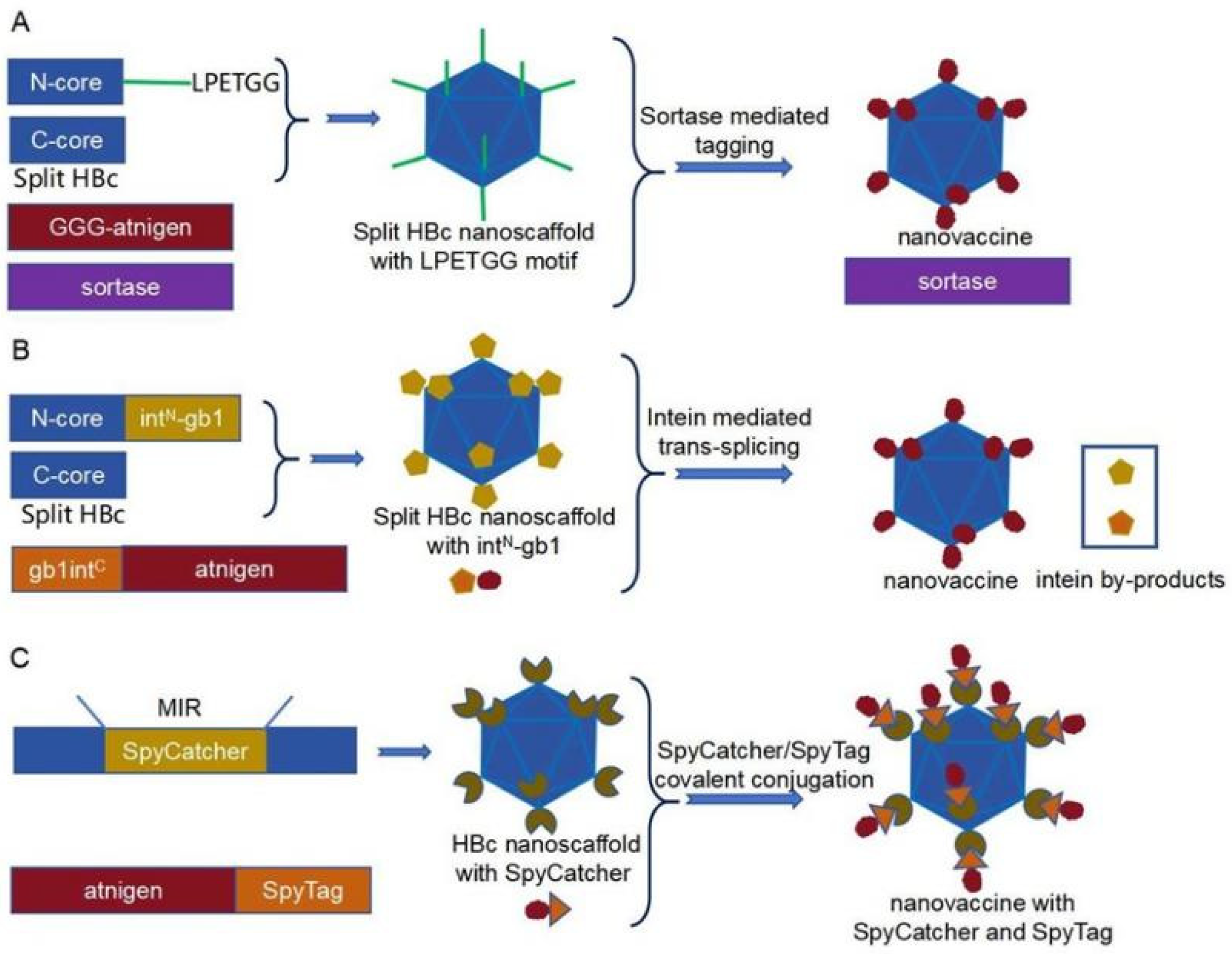Vaccines 12 01287 g004