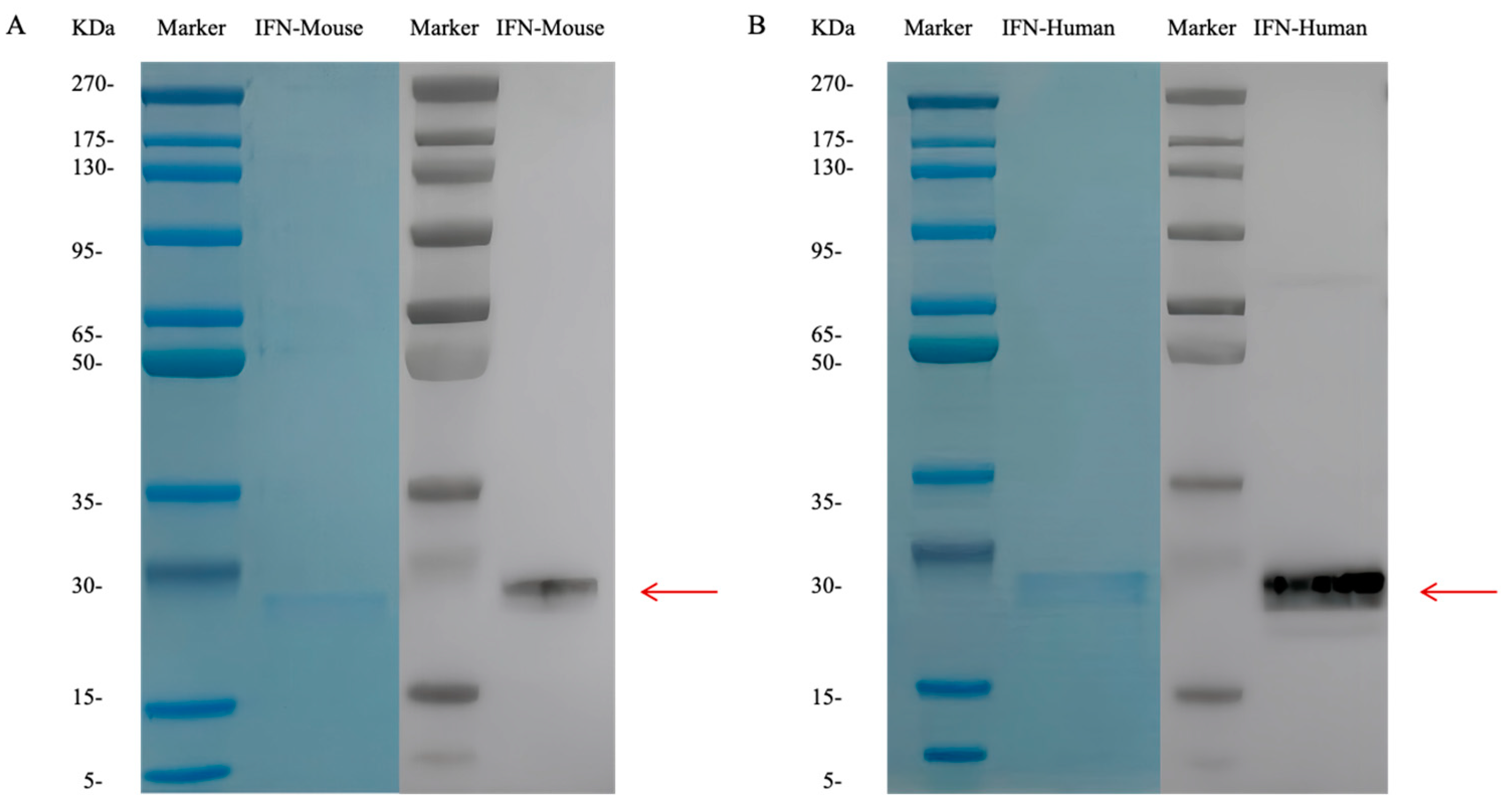 Vaccines 12 01297 g001