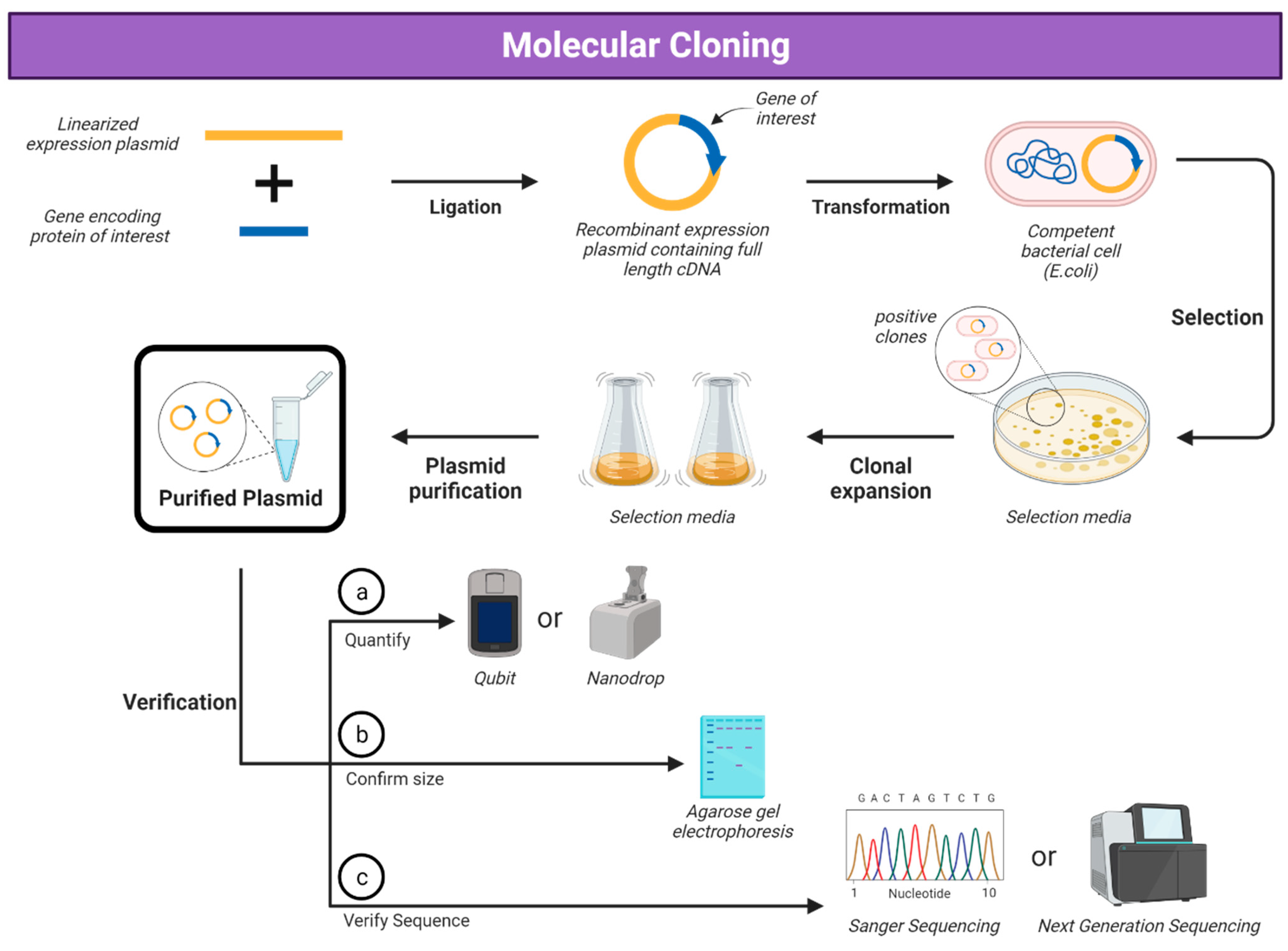Vaccines 12 01344 g001