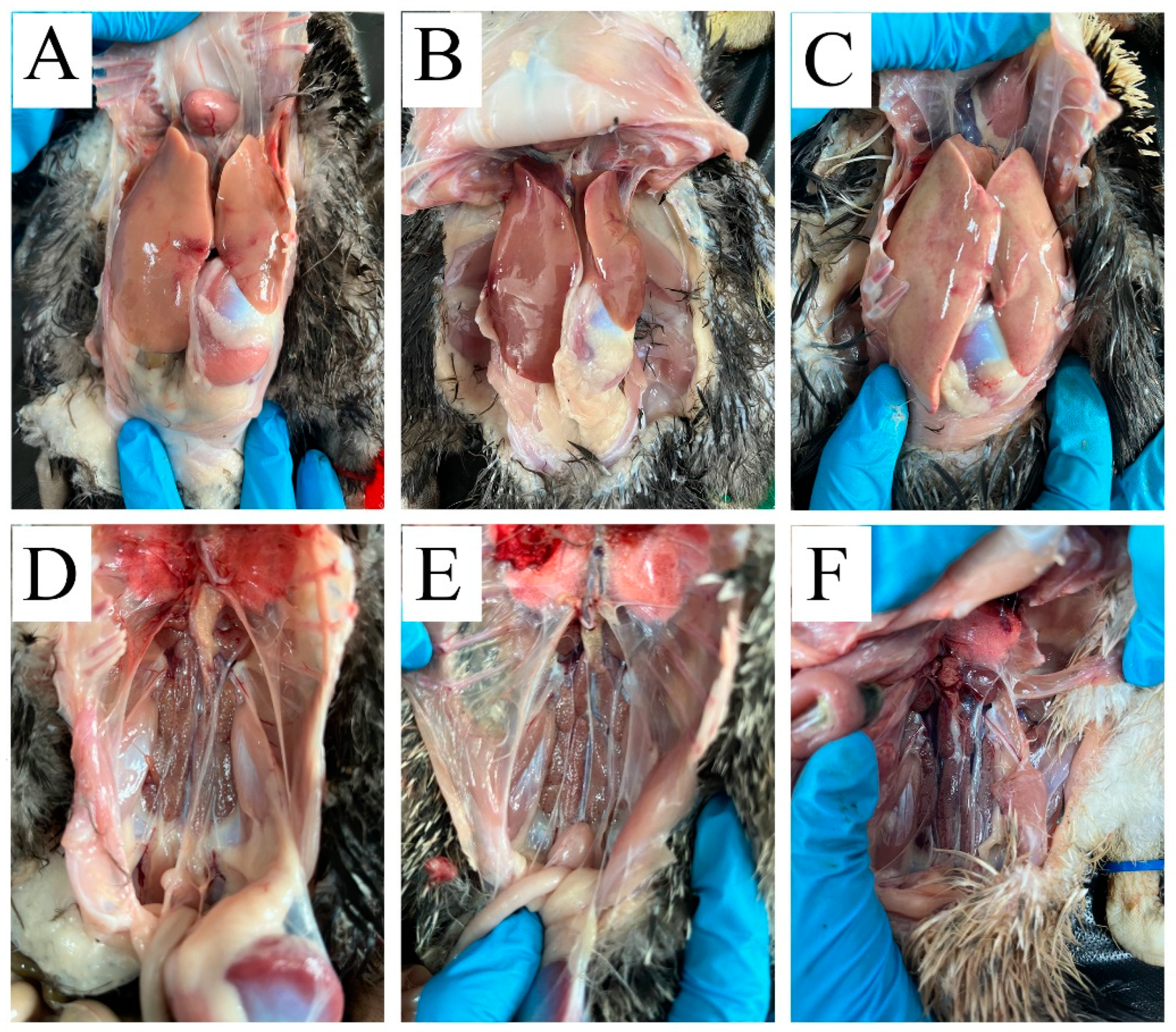 Vaccines 12 01357 g002