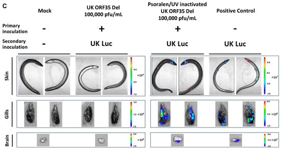 Vaccines 12 01423 g004c