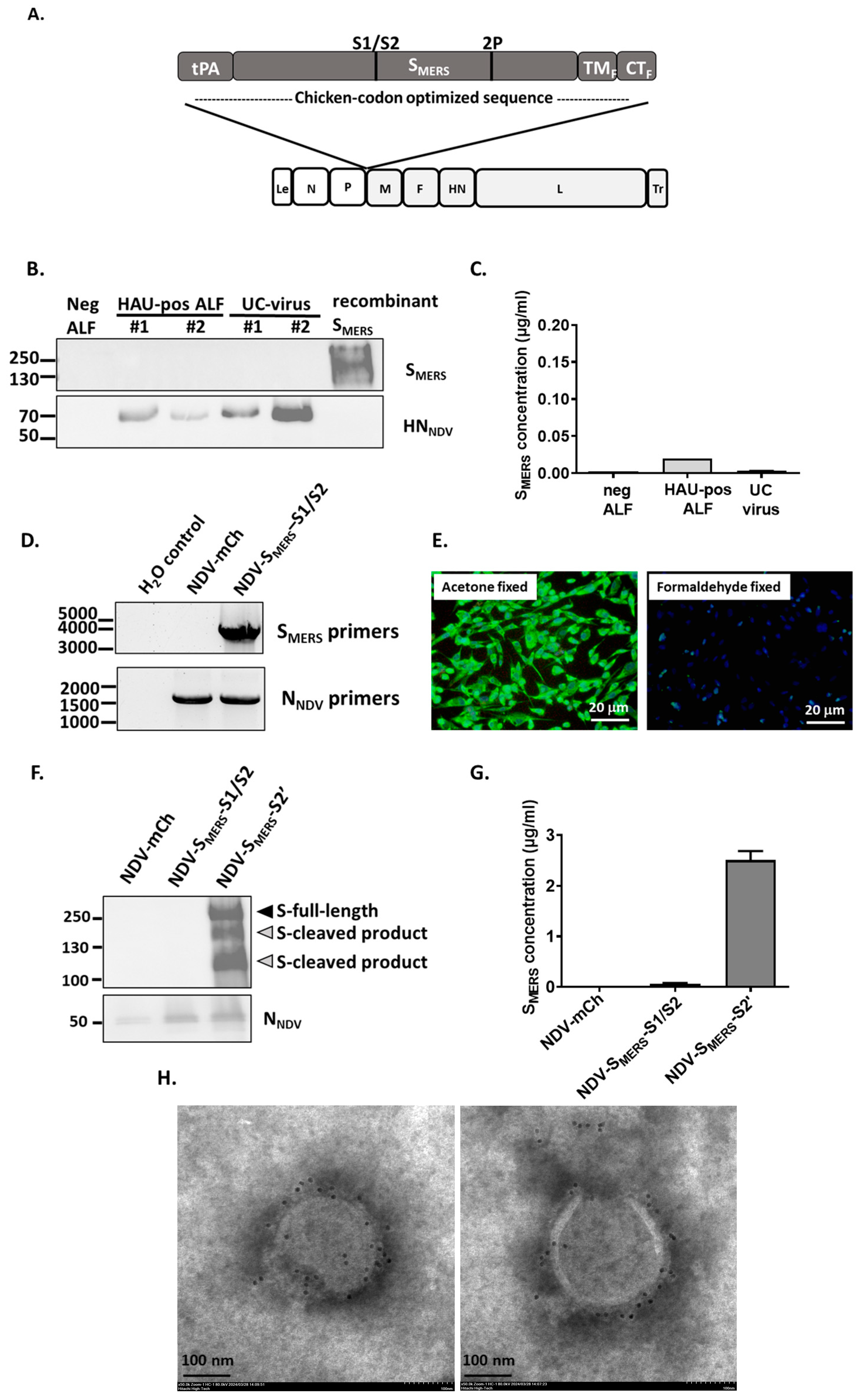 Vaccines 13 00002 g002 Vaccines 13 00002 g002
