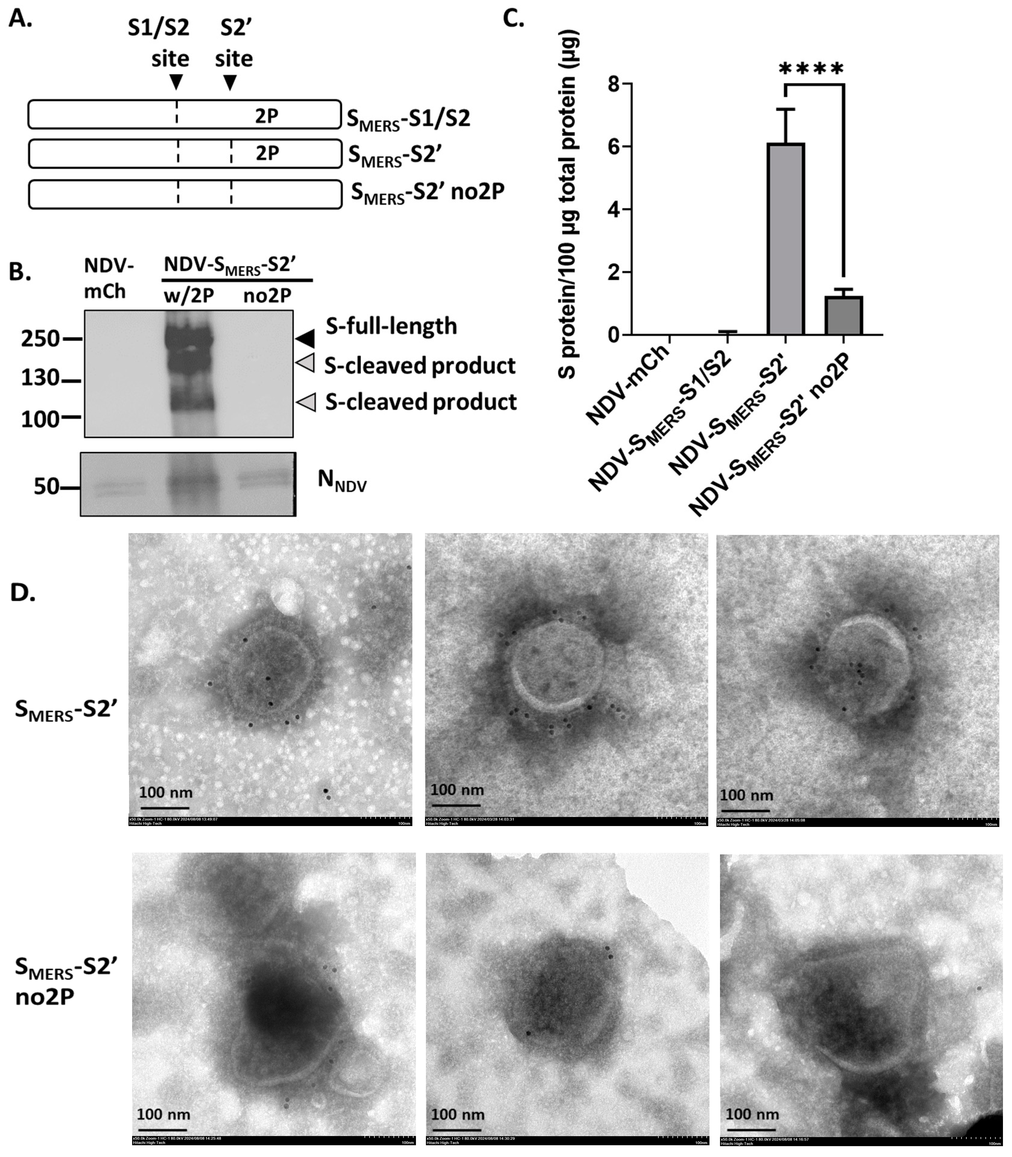 Vaccines 13 00002 g004 Vaccines 13 00002 g004