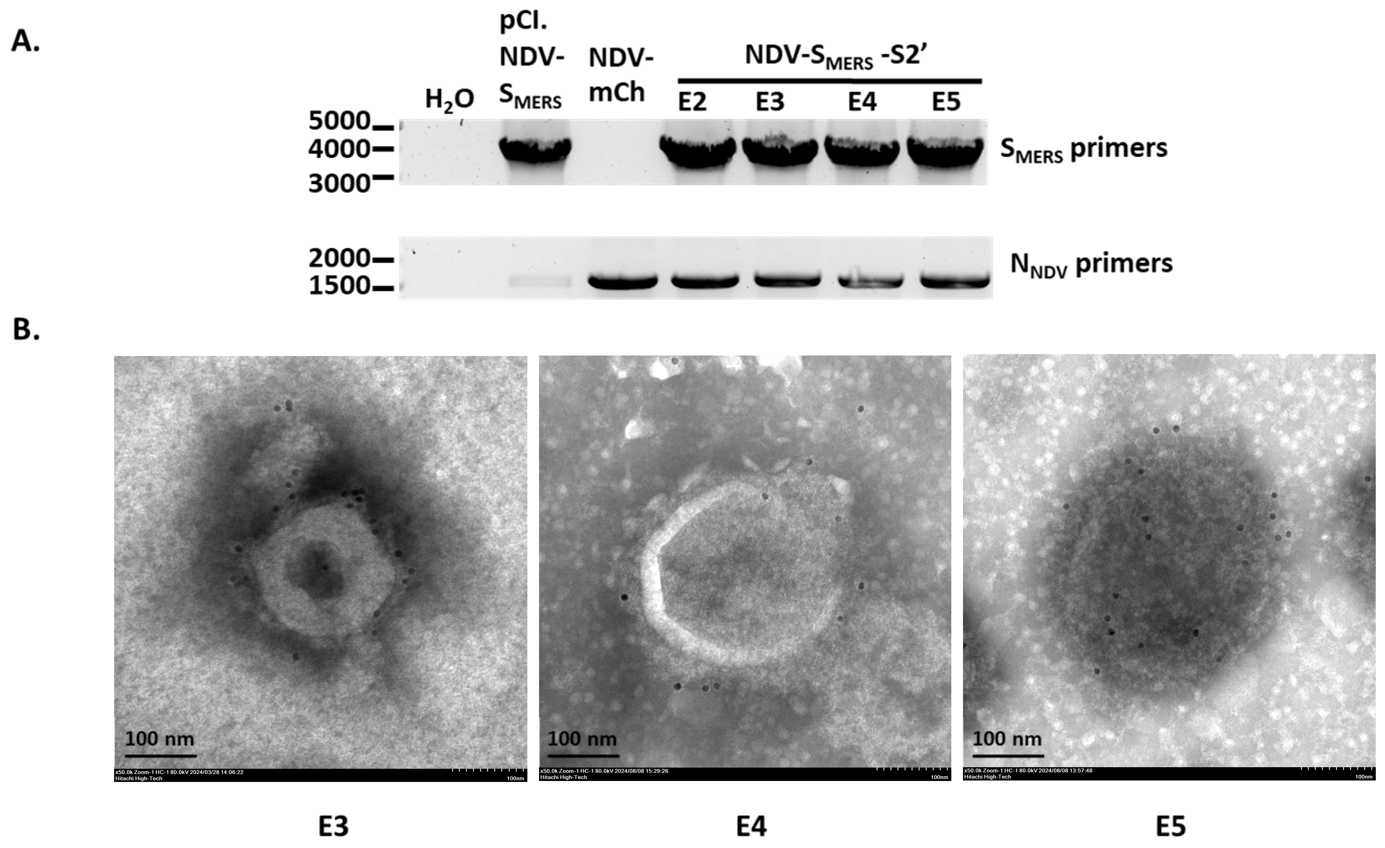 Vaccines 13 00002 g006 Vaccines 13 00002 g006