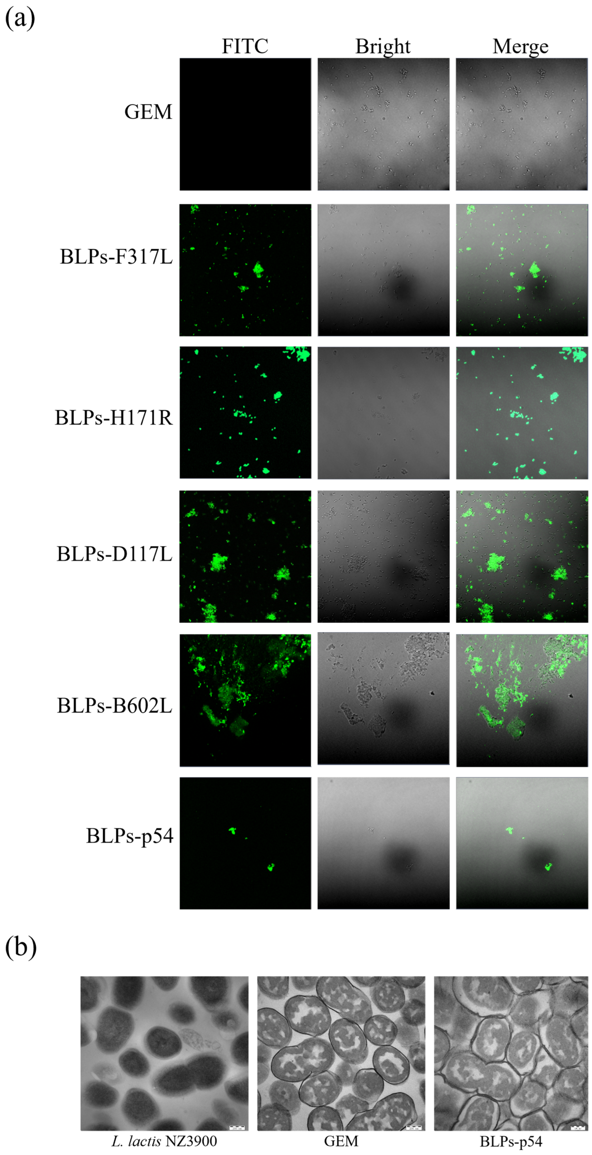 Vaccines 13 00005 g002