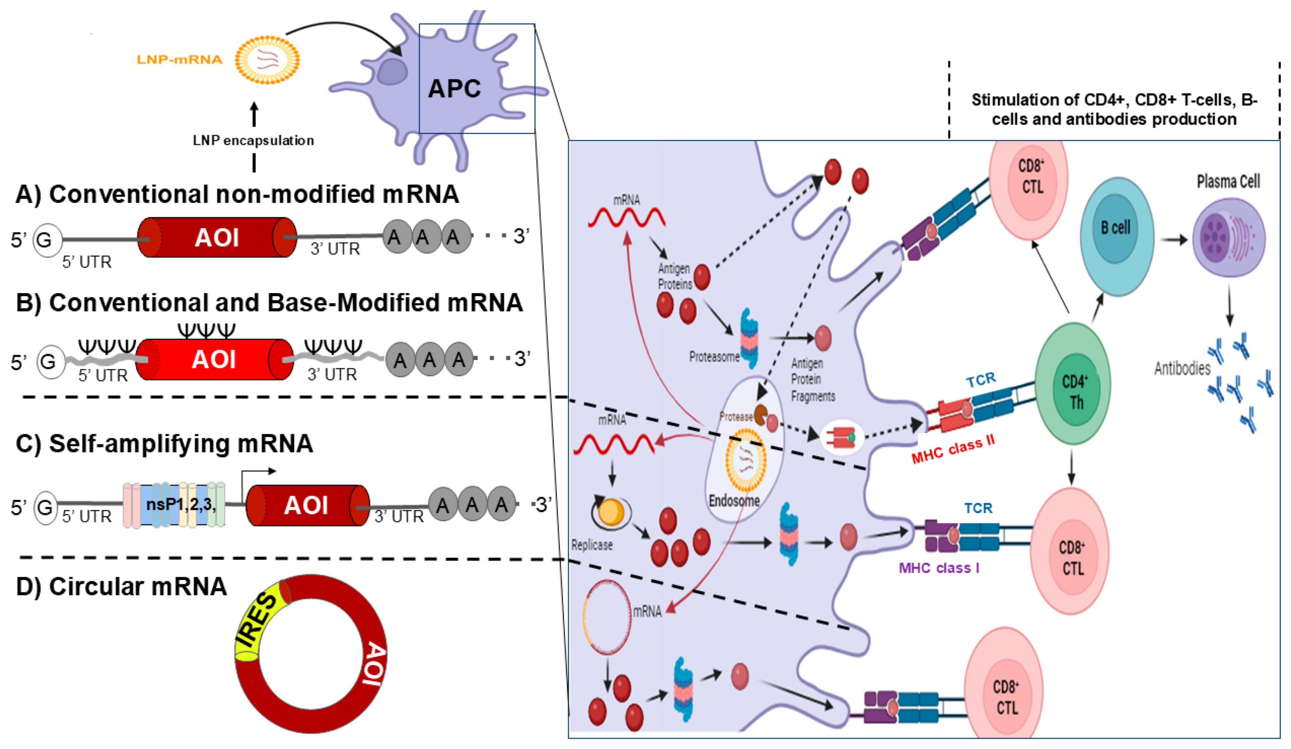 Vaccines 13 00030 g003