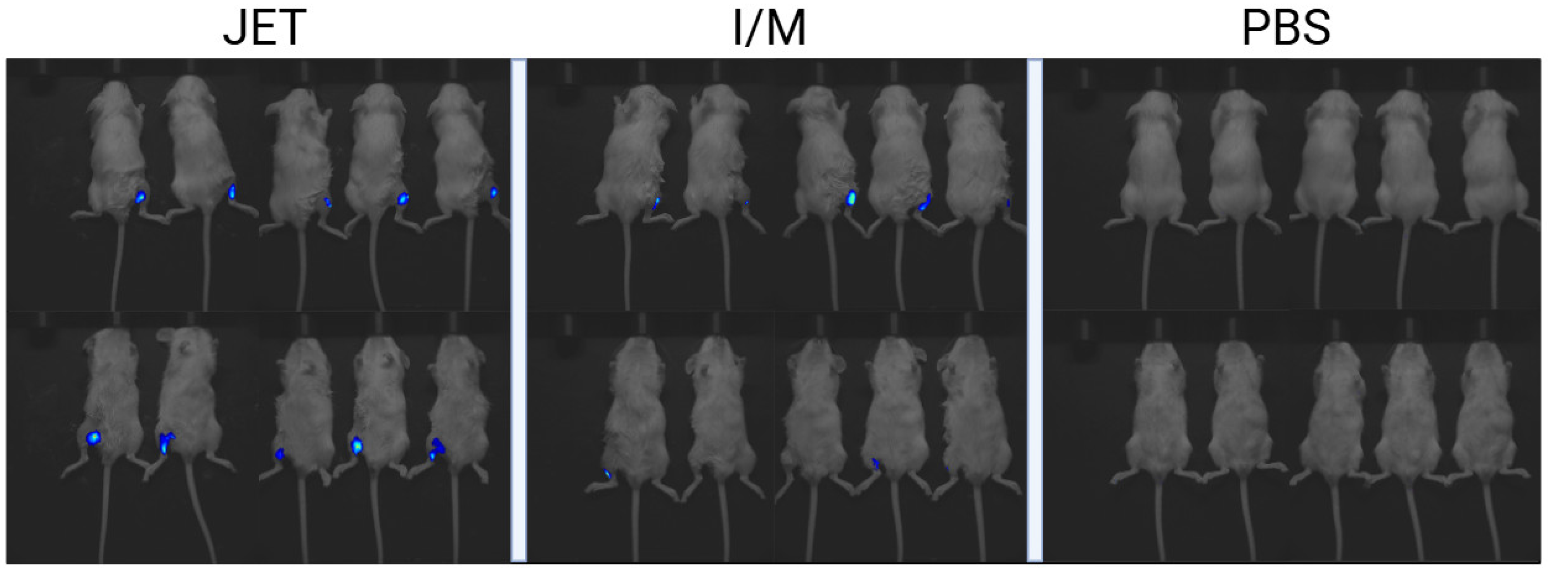 Vaccines 13 00065 g003