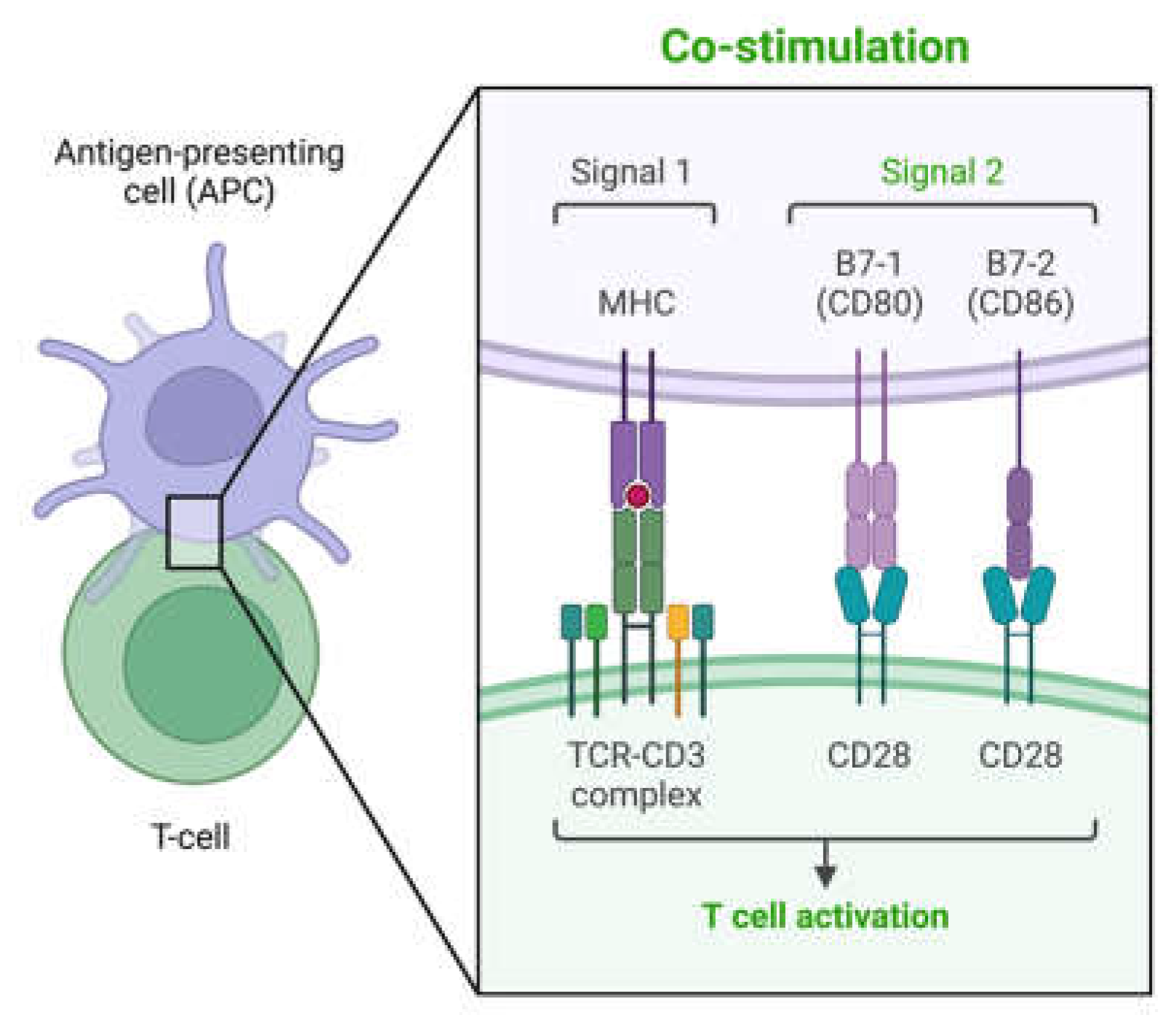 Vaccines 13 00069 g002b Vaccines 13 00069 g002b