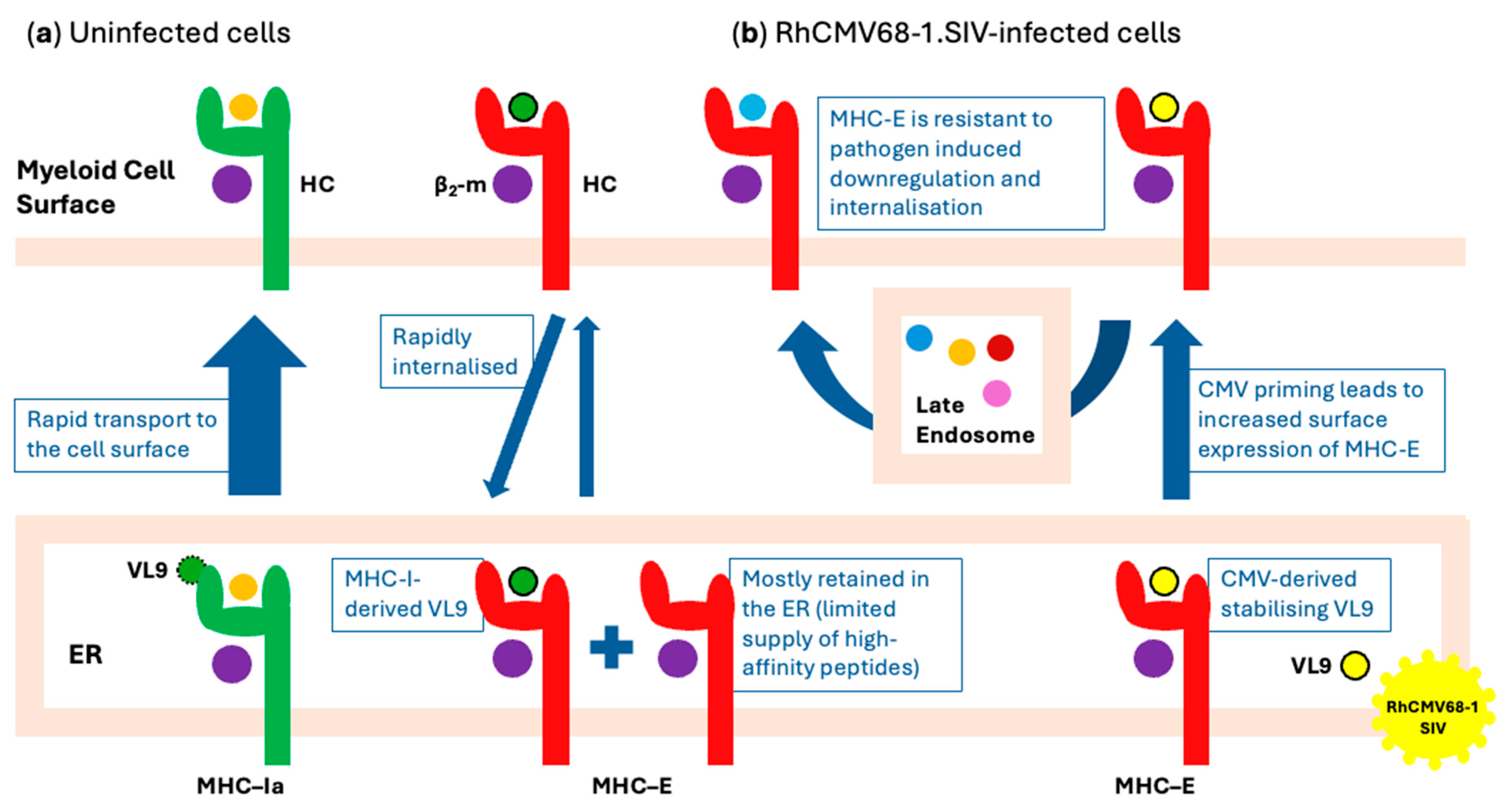 Vaccines 13 00072 g001