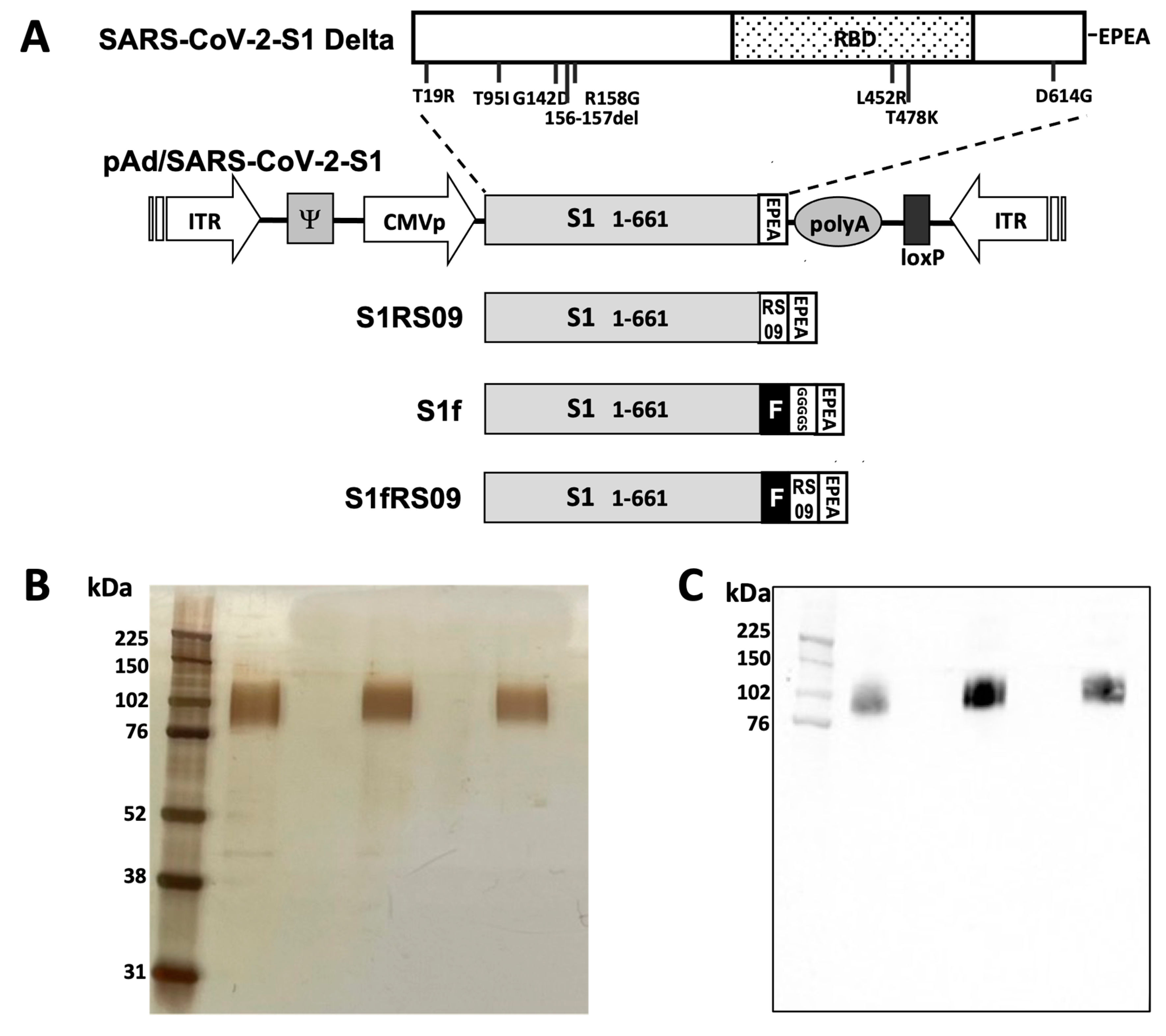 Vaccines 13 00086 g001