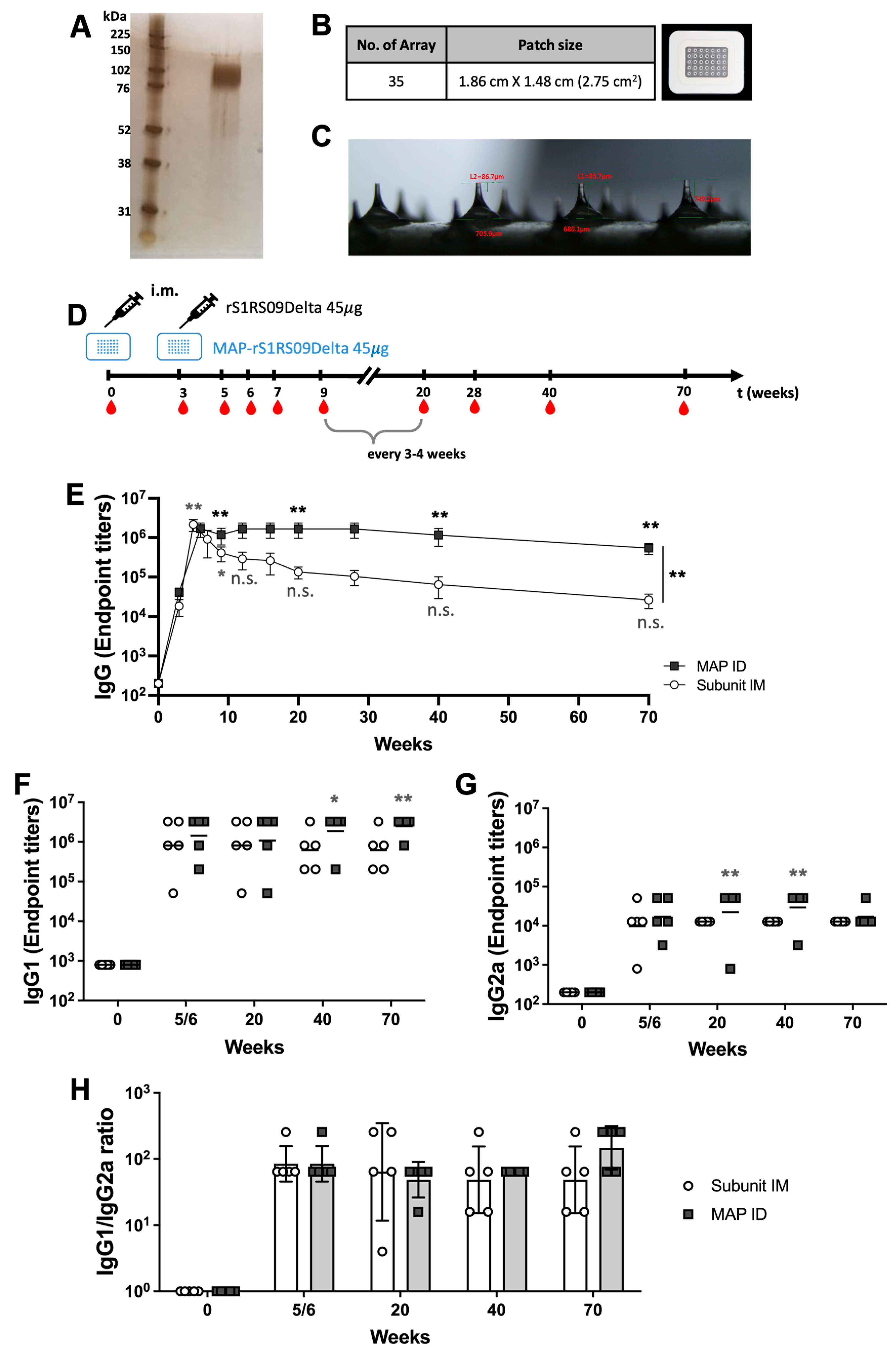 Vaccines 13 00086 g005