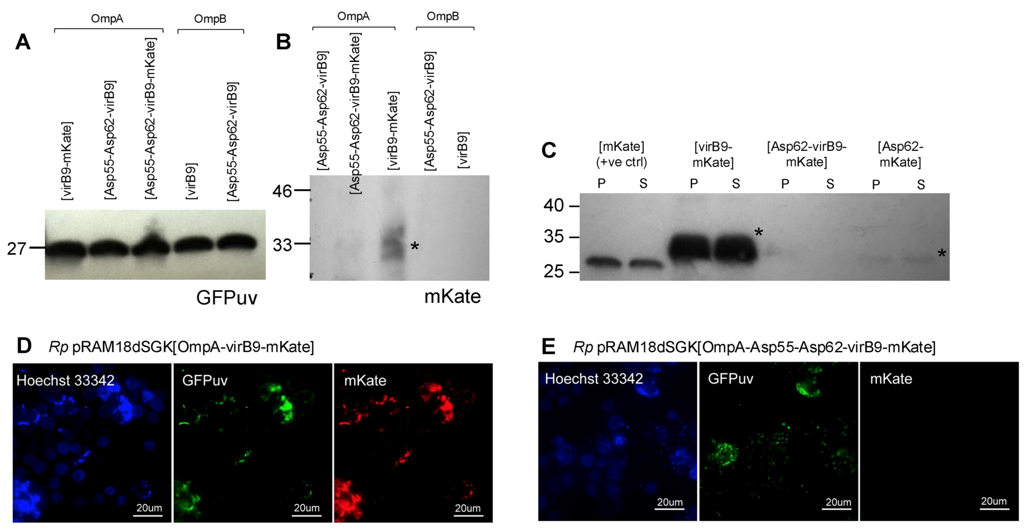 Vaccines 13 00109 g005