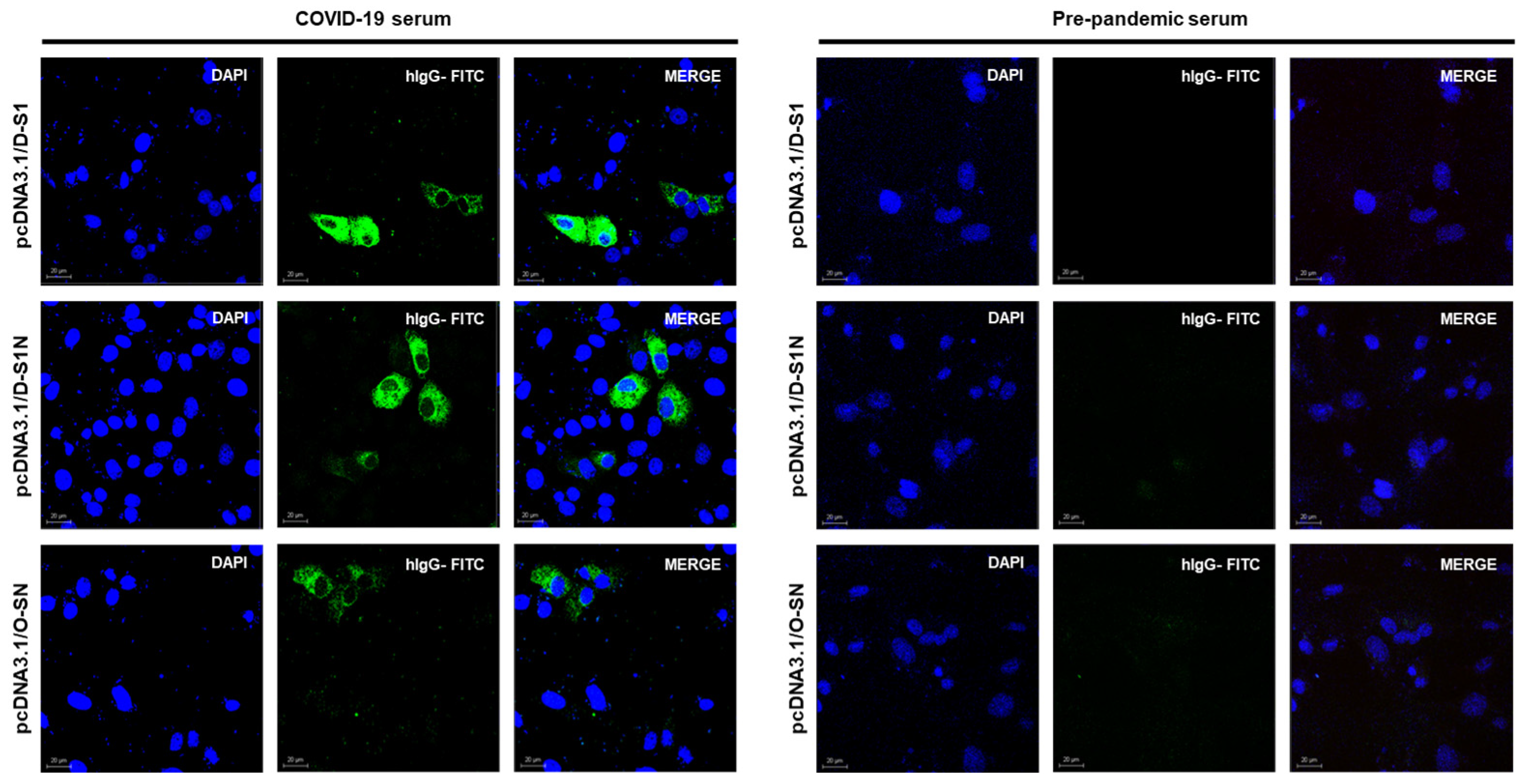 Vaccines 13 00134 g003