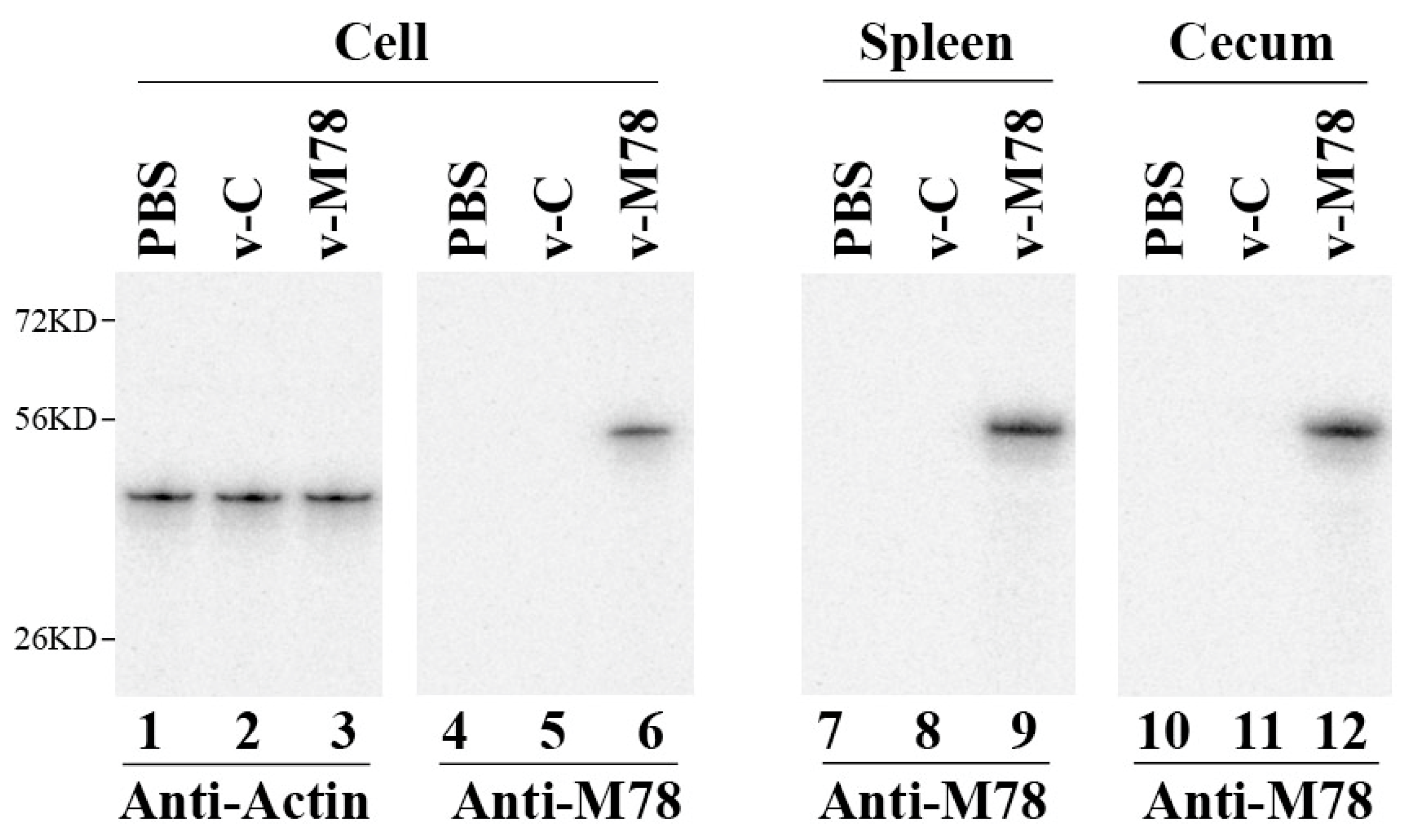 Vaccines 13 00137 g002