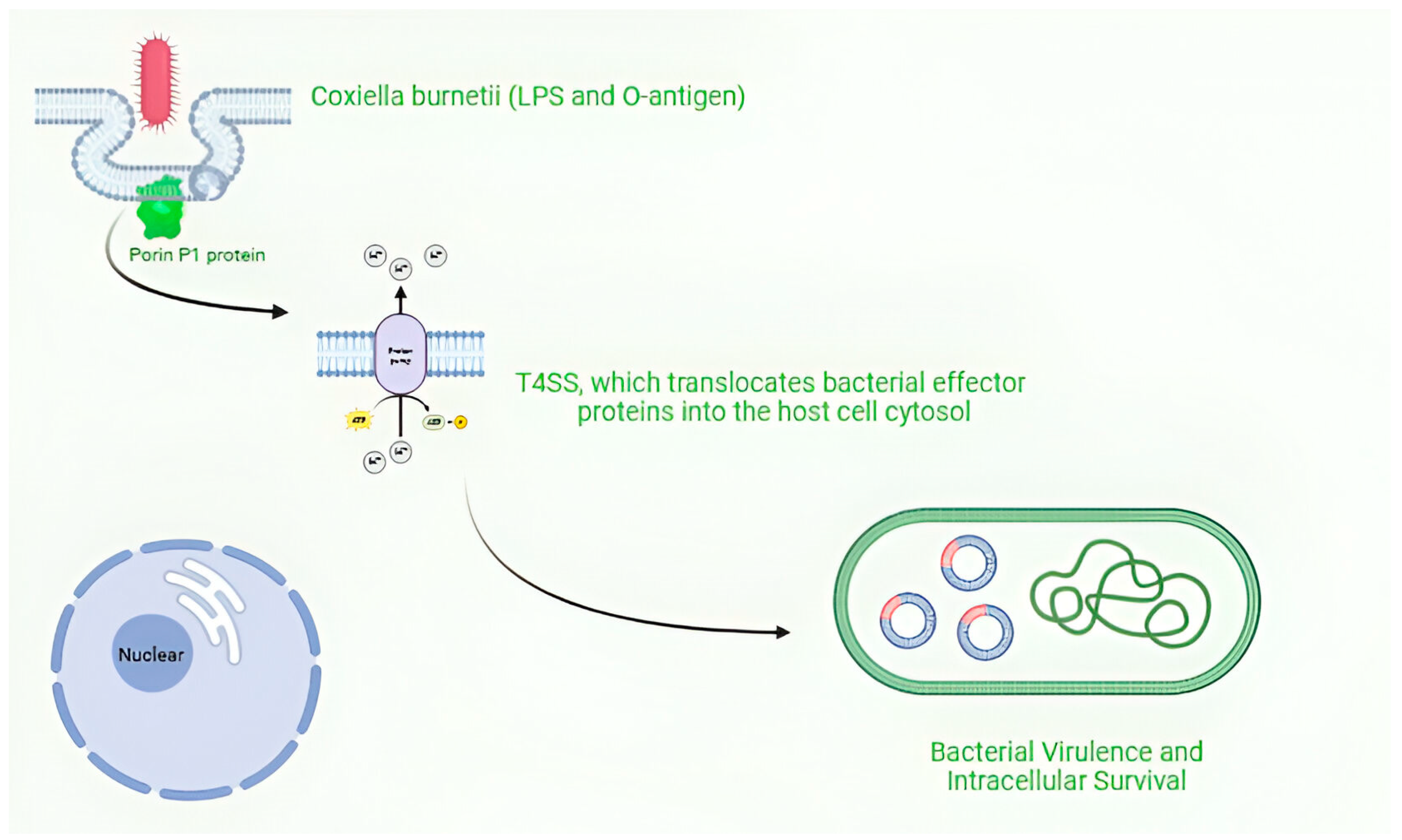 Vaccines 13 00151 g003 Vaccines 13 00151 g003