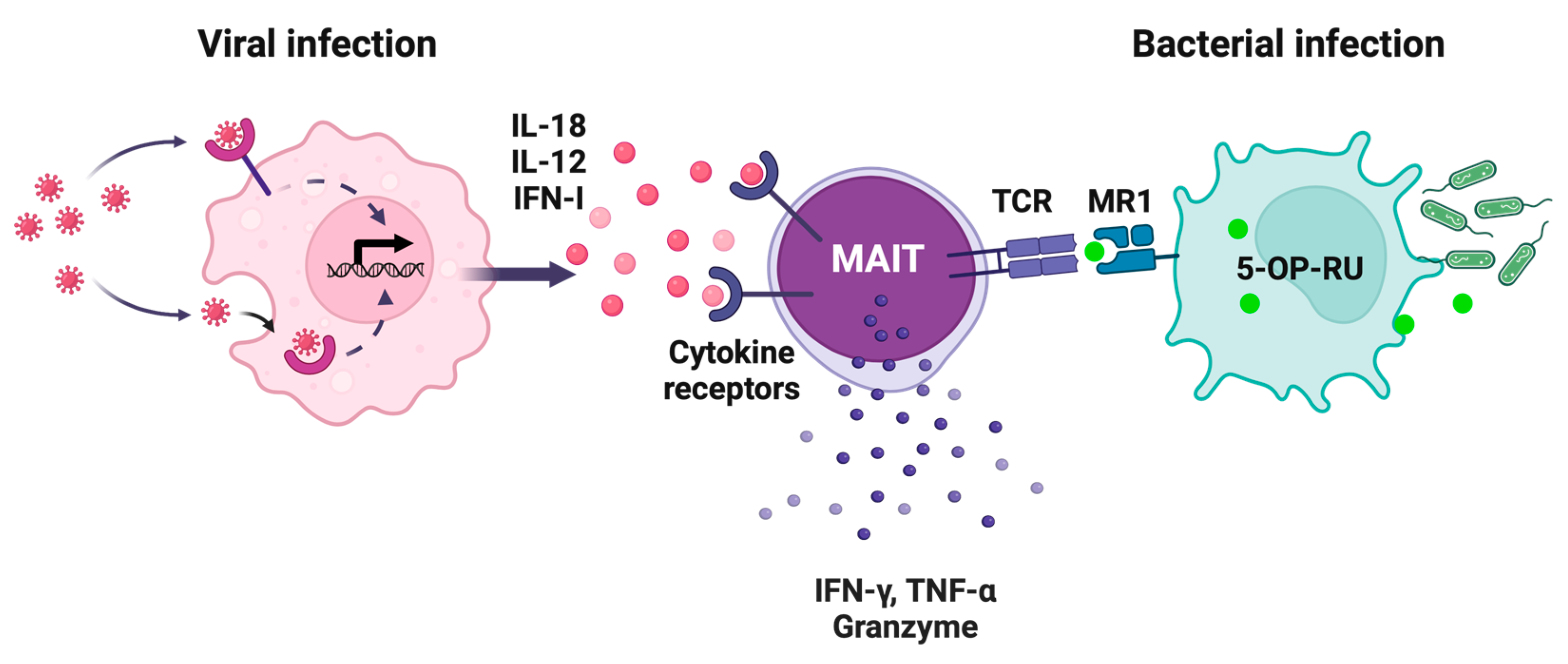 Vaccines 13 00155 g001