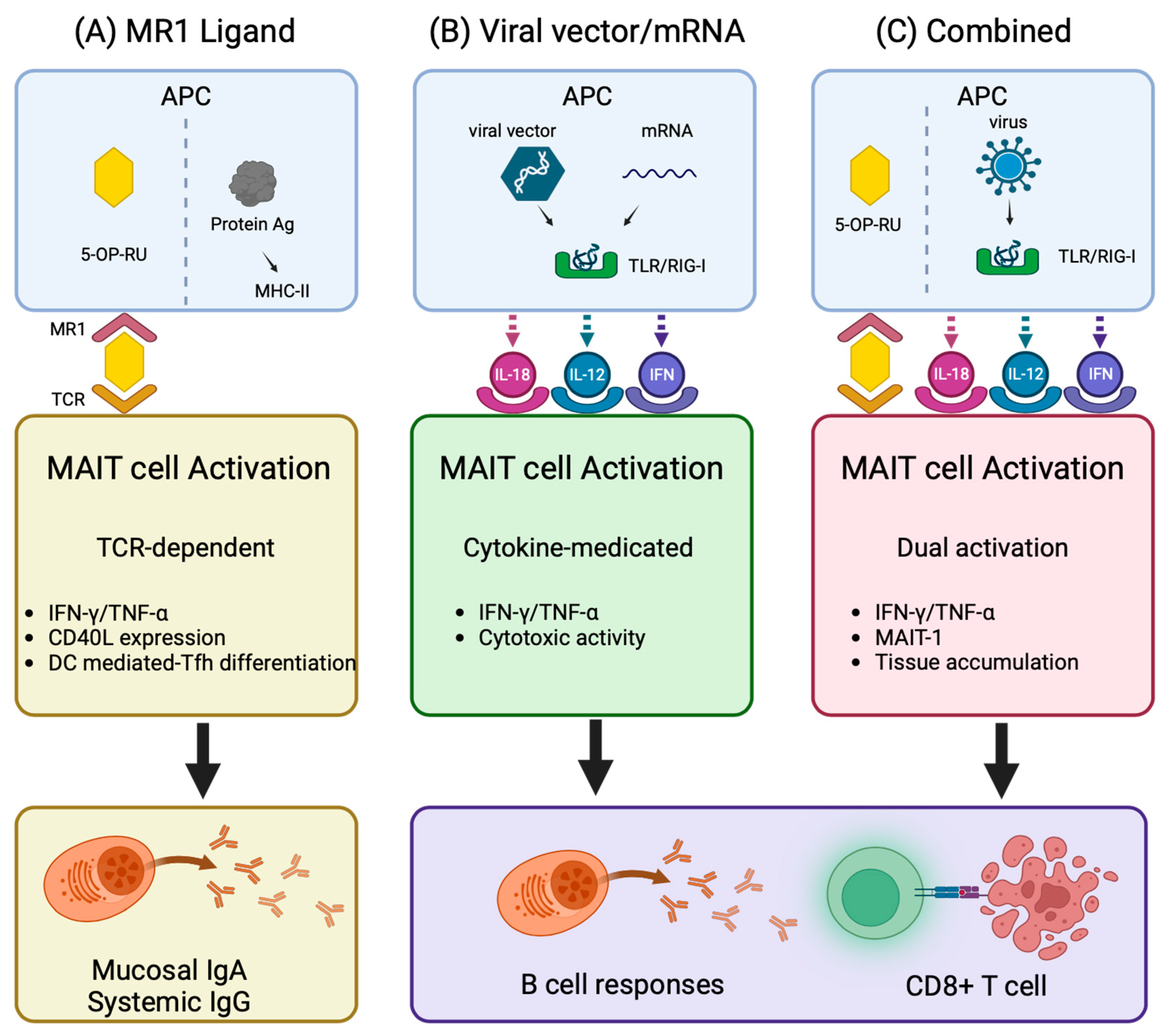 Vaccines 13 00155 g002