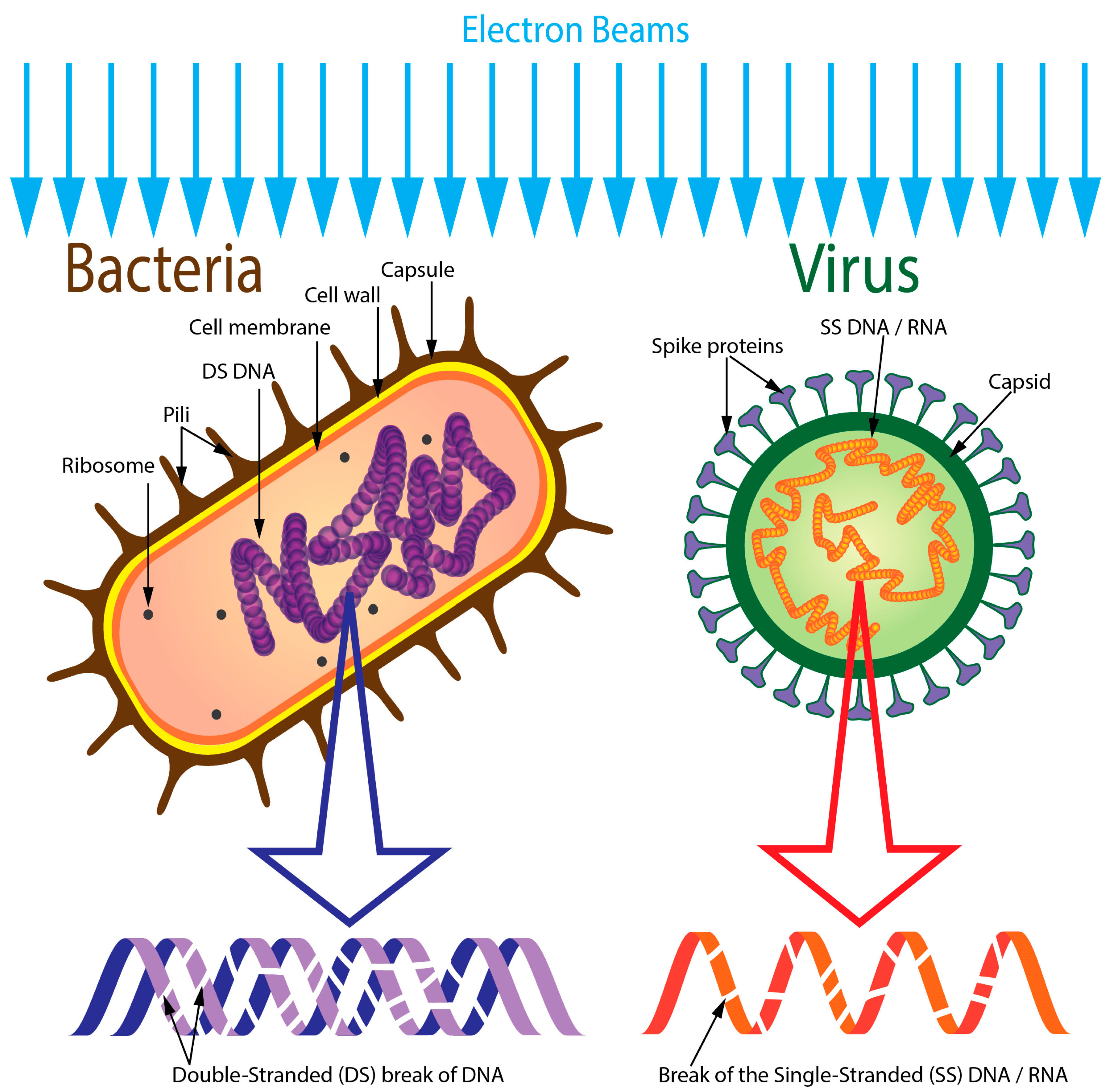 Vaccines 13 00179 g001