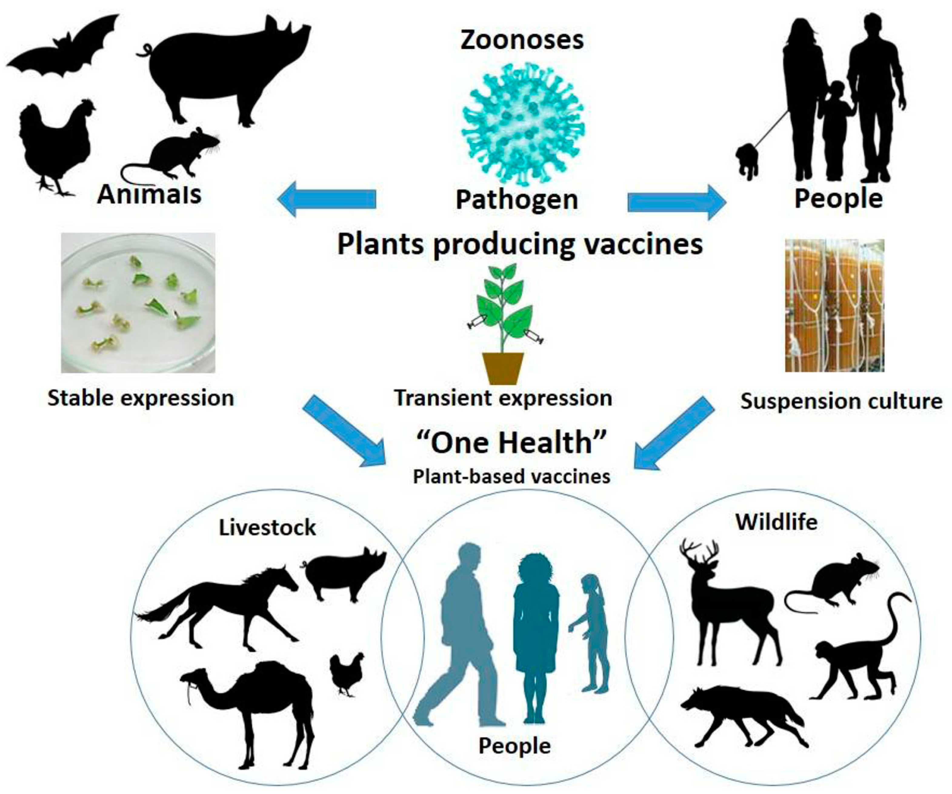 Vaccines 13 00191 g004