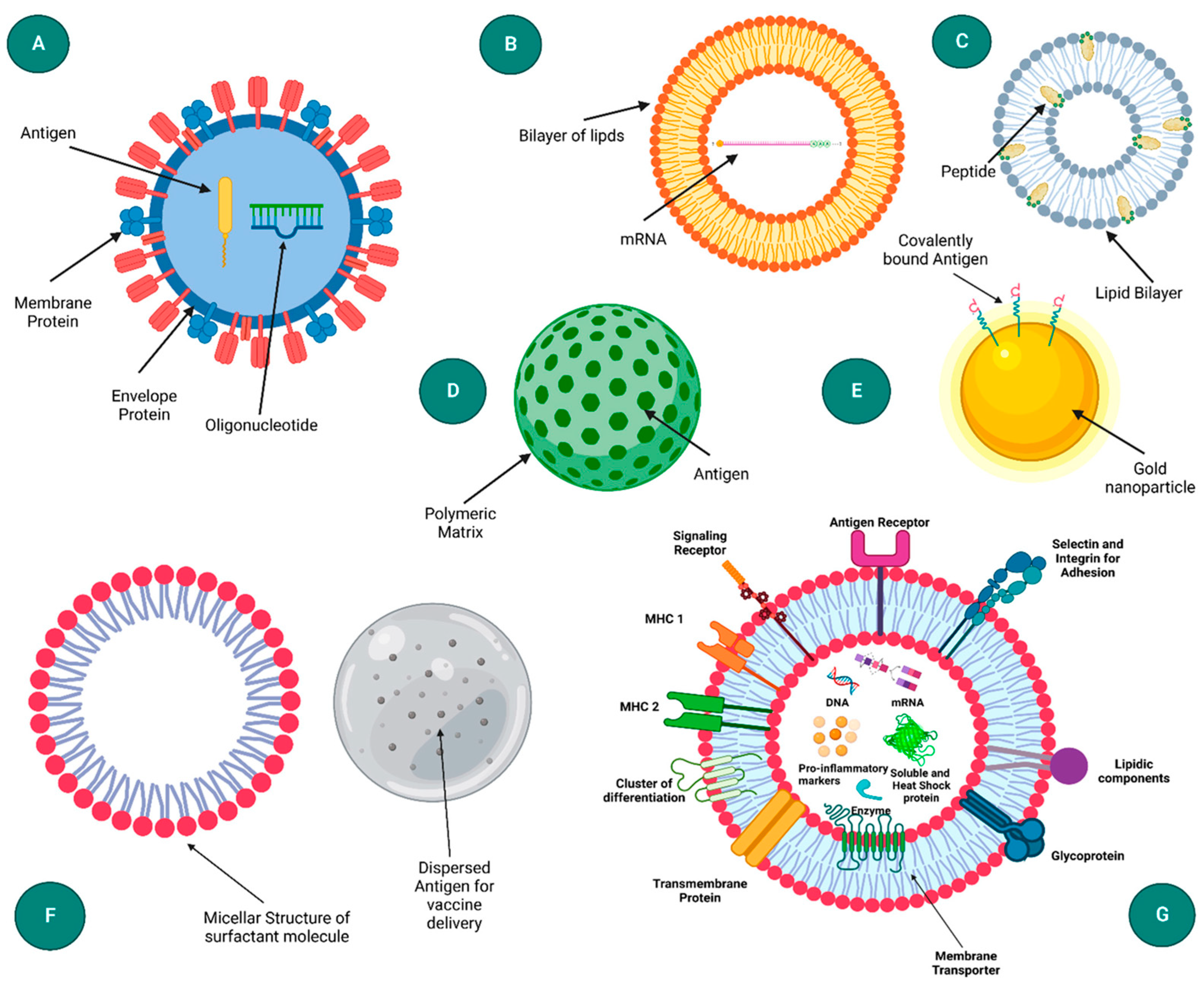Vaccines 13 00191 g005