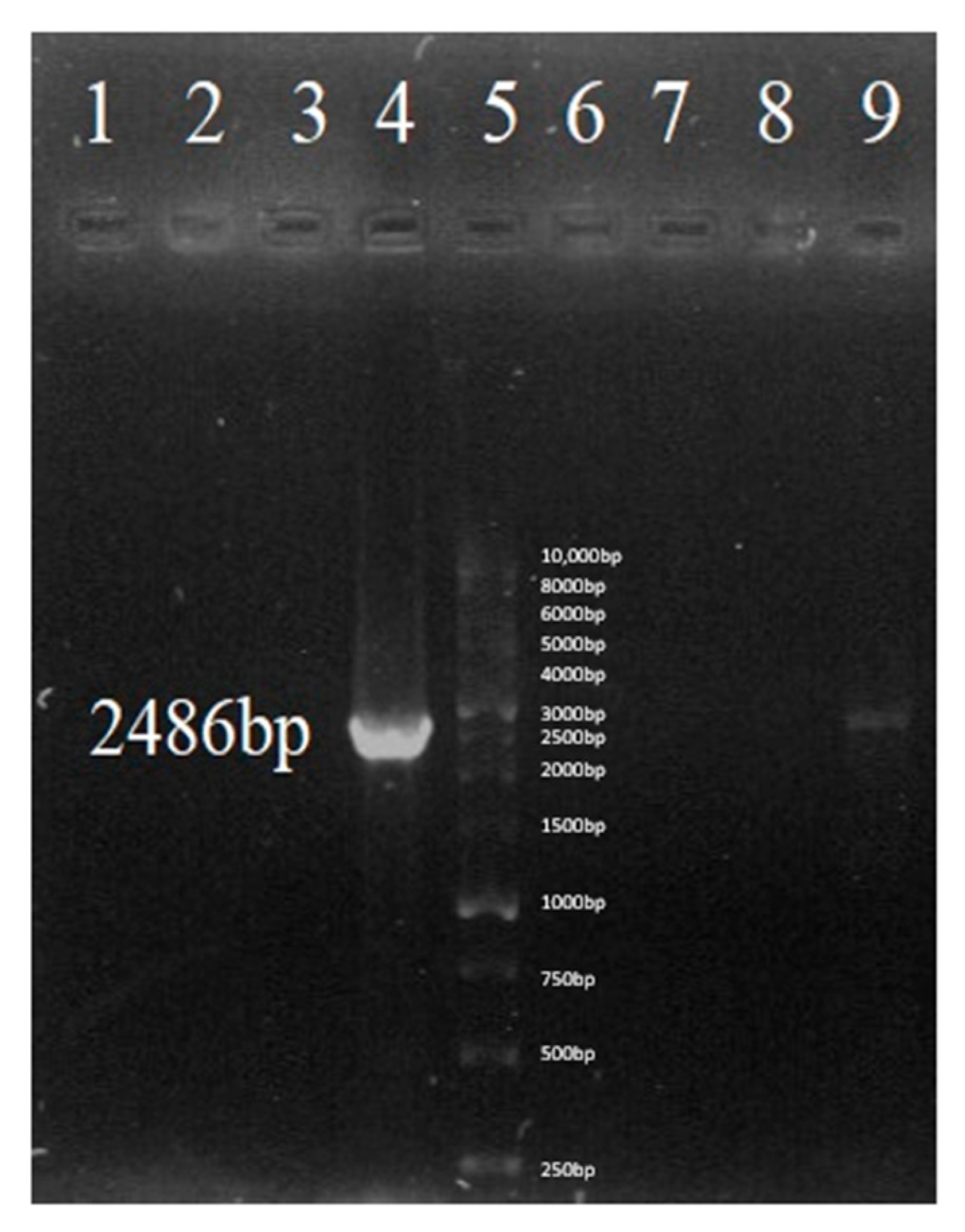 Vaccines 13 00199 g007