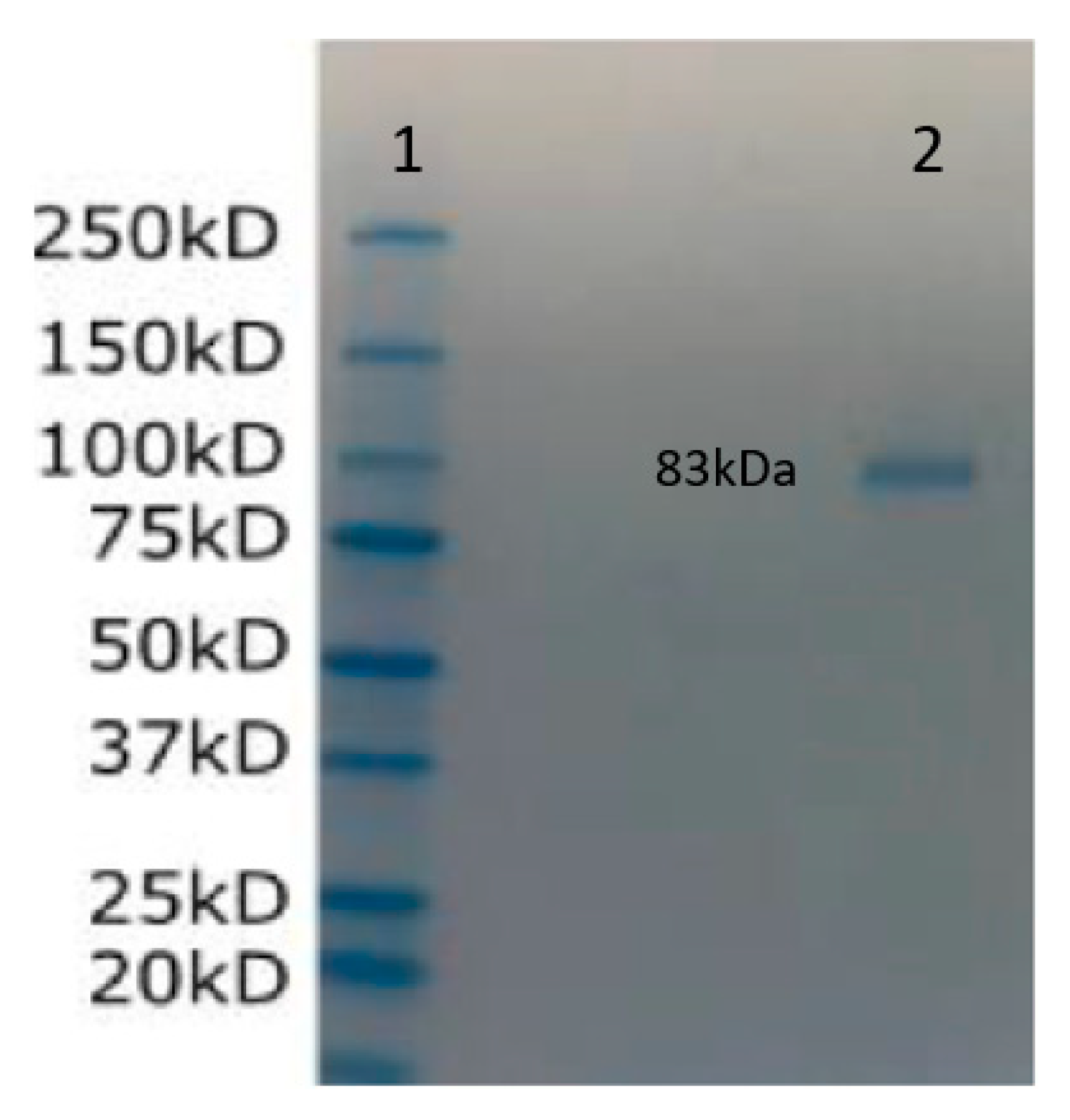 Vaccines 13 00199 g012
