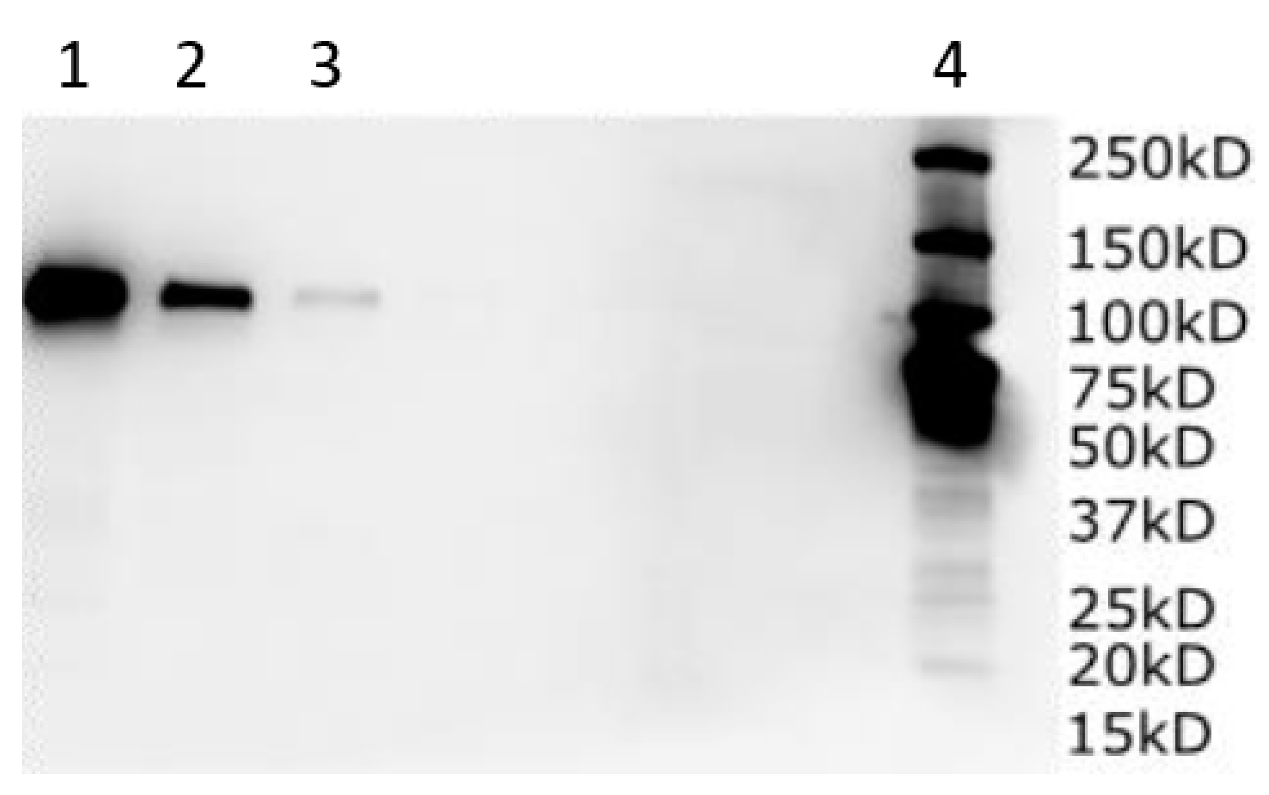 Vaccines 13 00199 g013