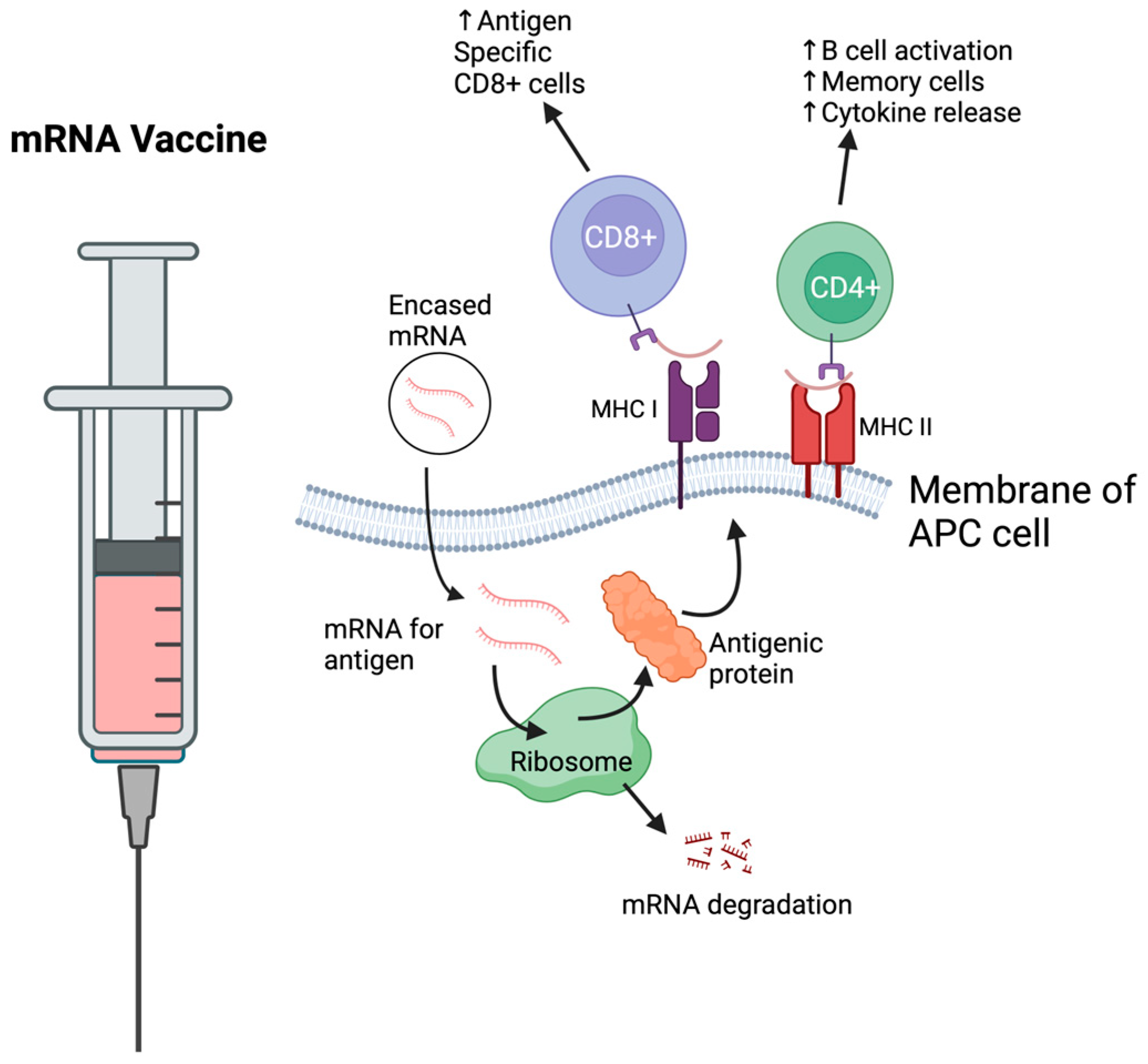 Vaccines 13 00201 g002