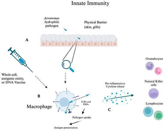 Vaccines 13 00202 g001