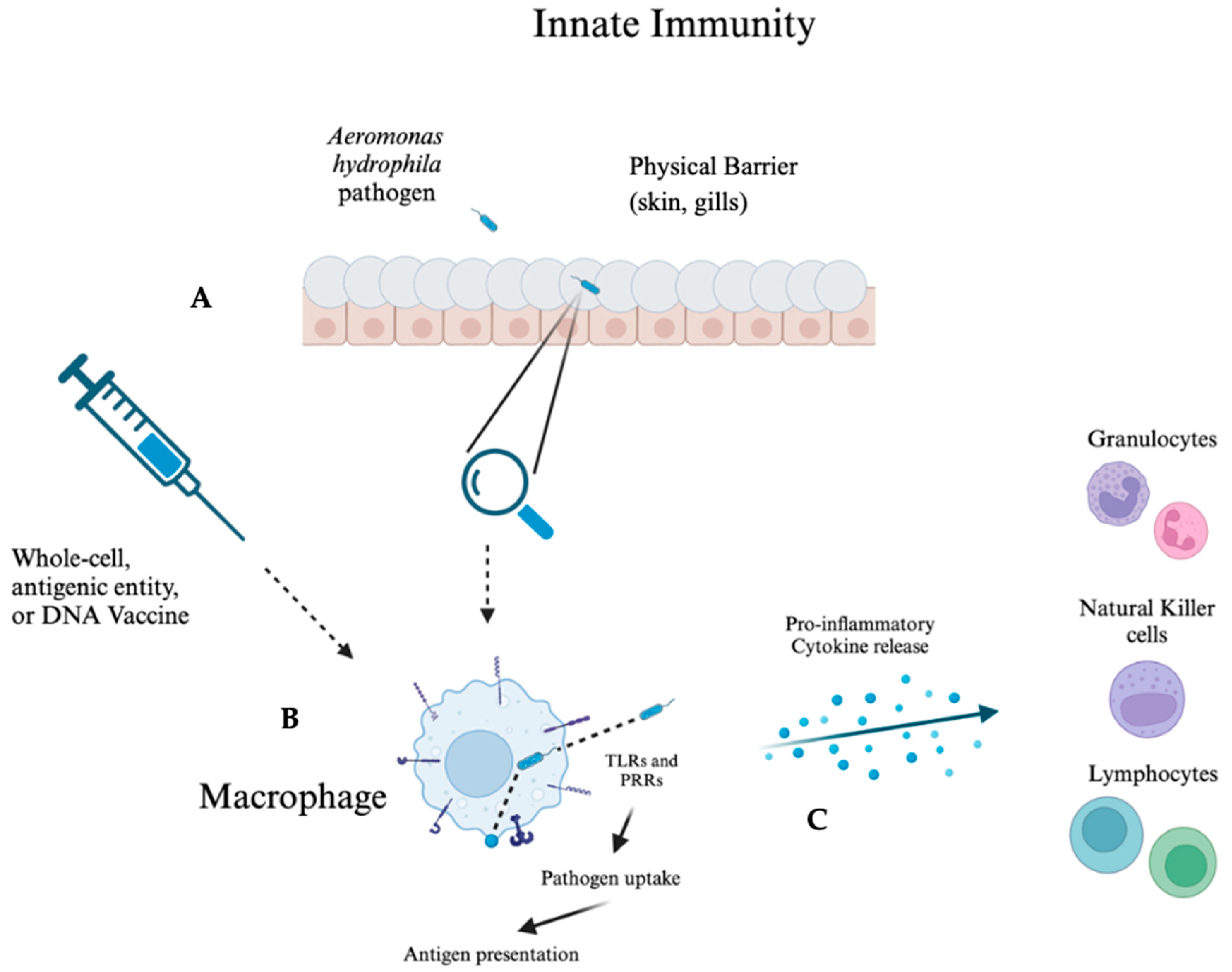 Vaccines 13 00202 g001