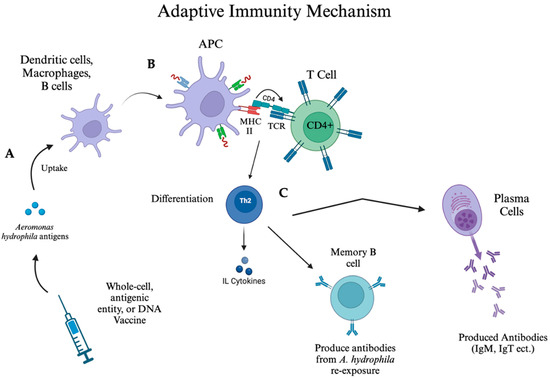 Vaccines 13 00202 g002